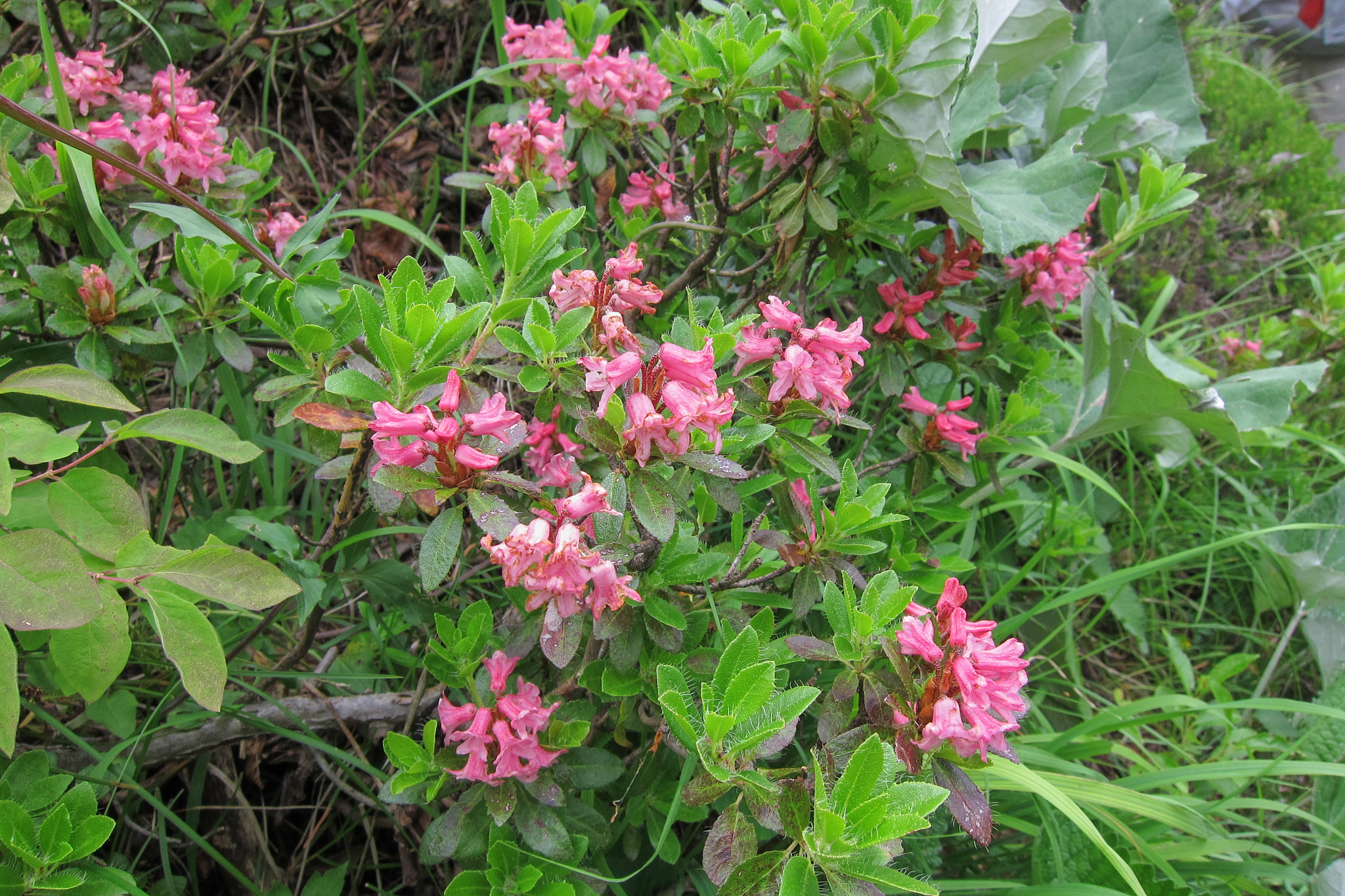 Håralpros (<em>Rhododendron hirsutum</em>)