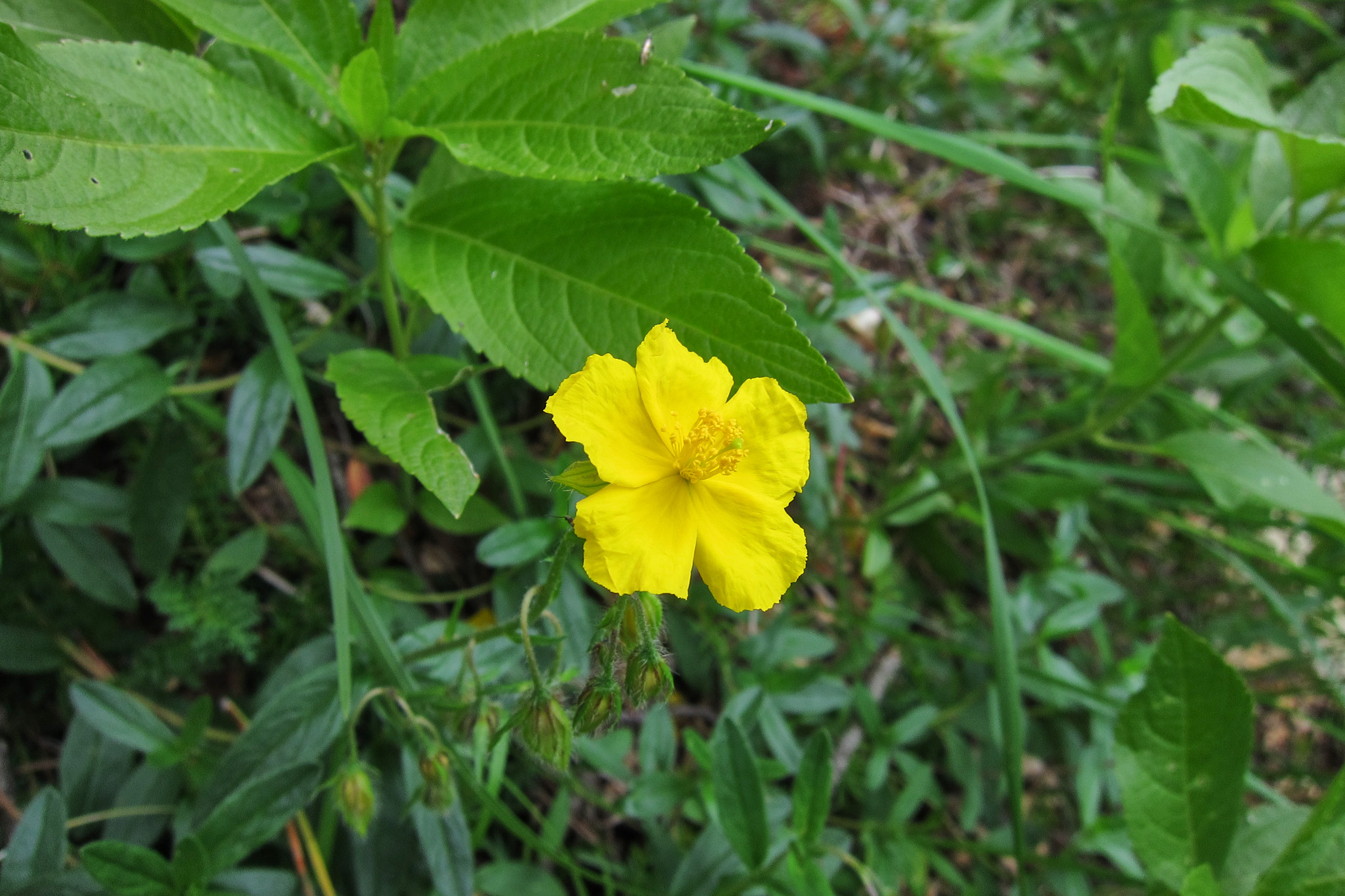 Solvända (<em>Helianthemum nummularium</em>)