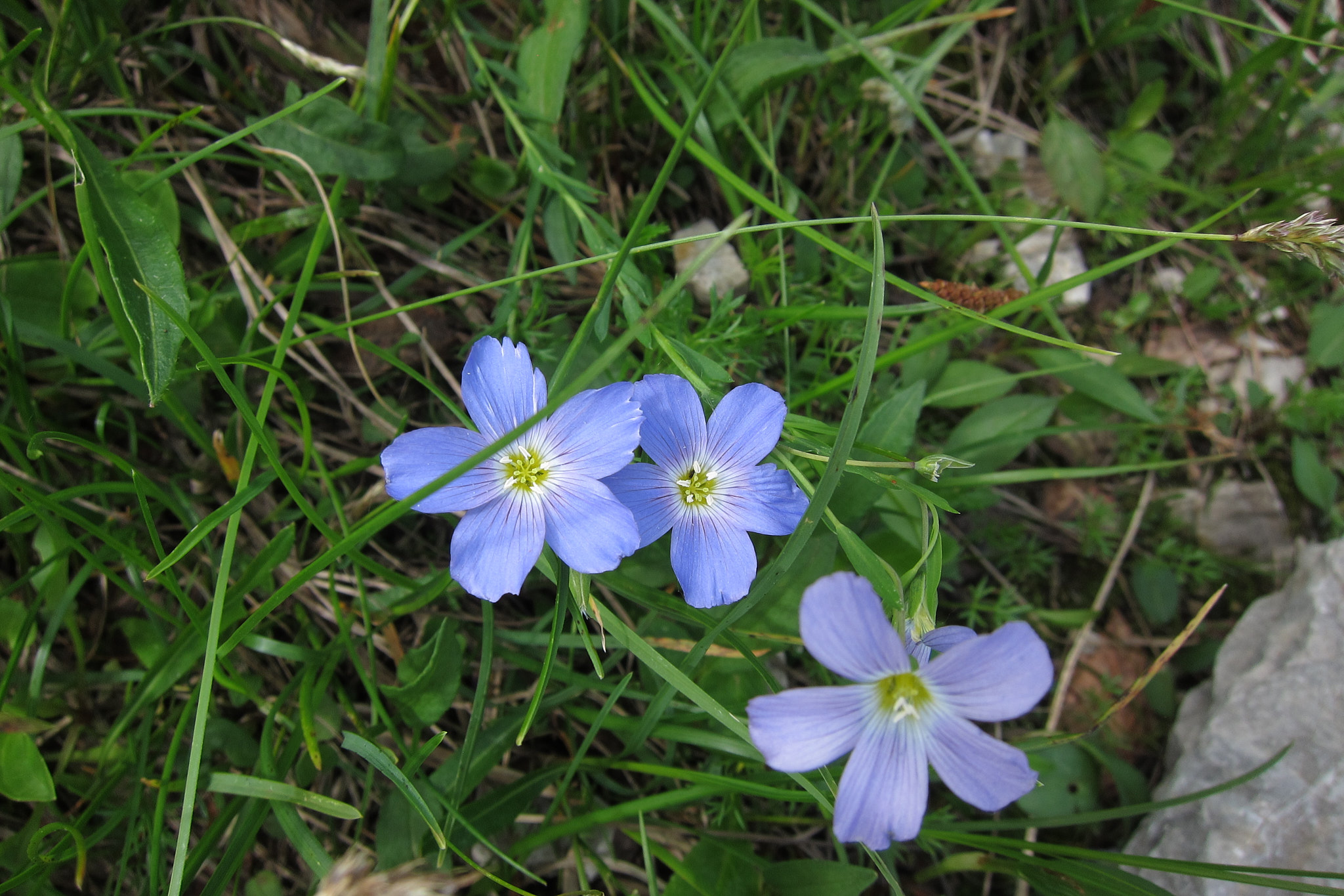 Berglin (<em>Linum perenne ssp. alpinum</em>)