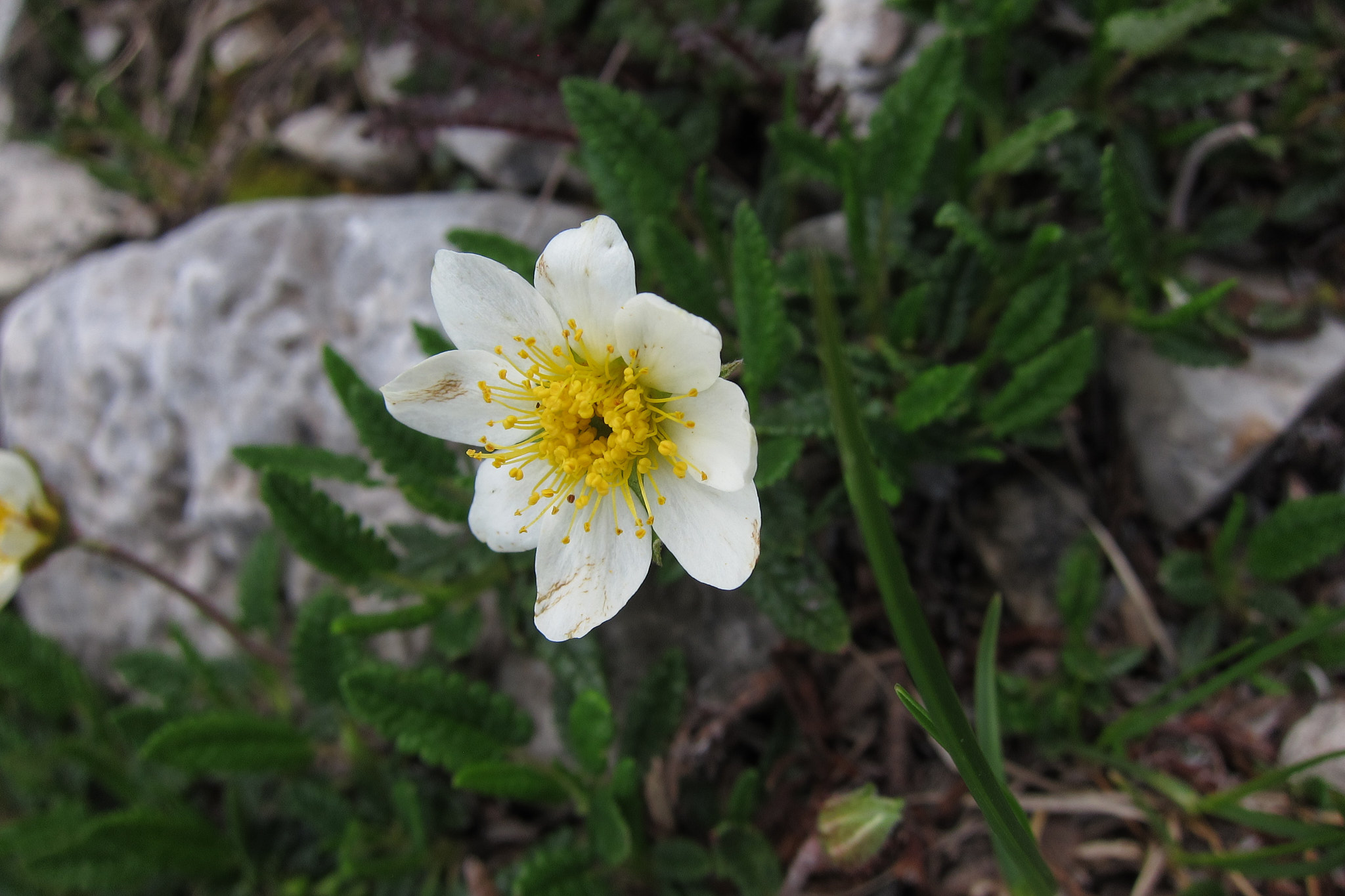 Fjällsippa (<em>Dryas octopetala</em>)