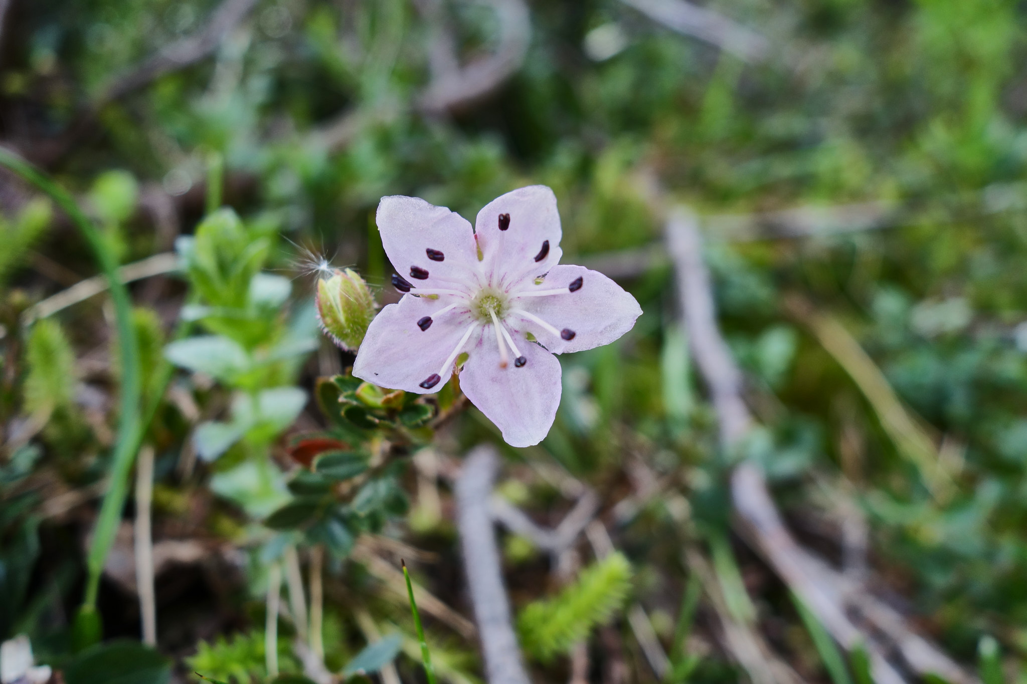 Dvärgalpros (<em>Rhodothamnus chamaecistus</em>)