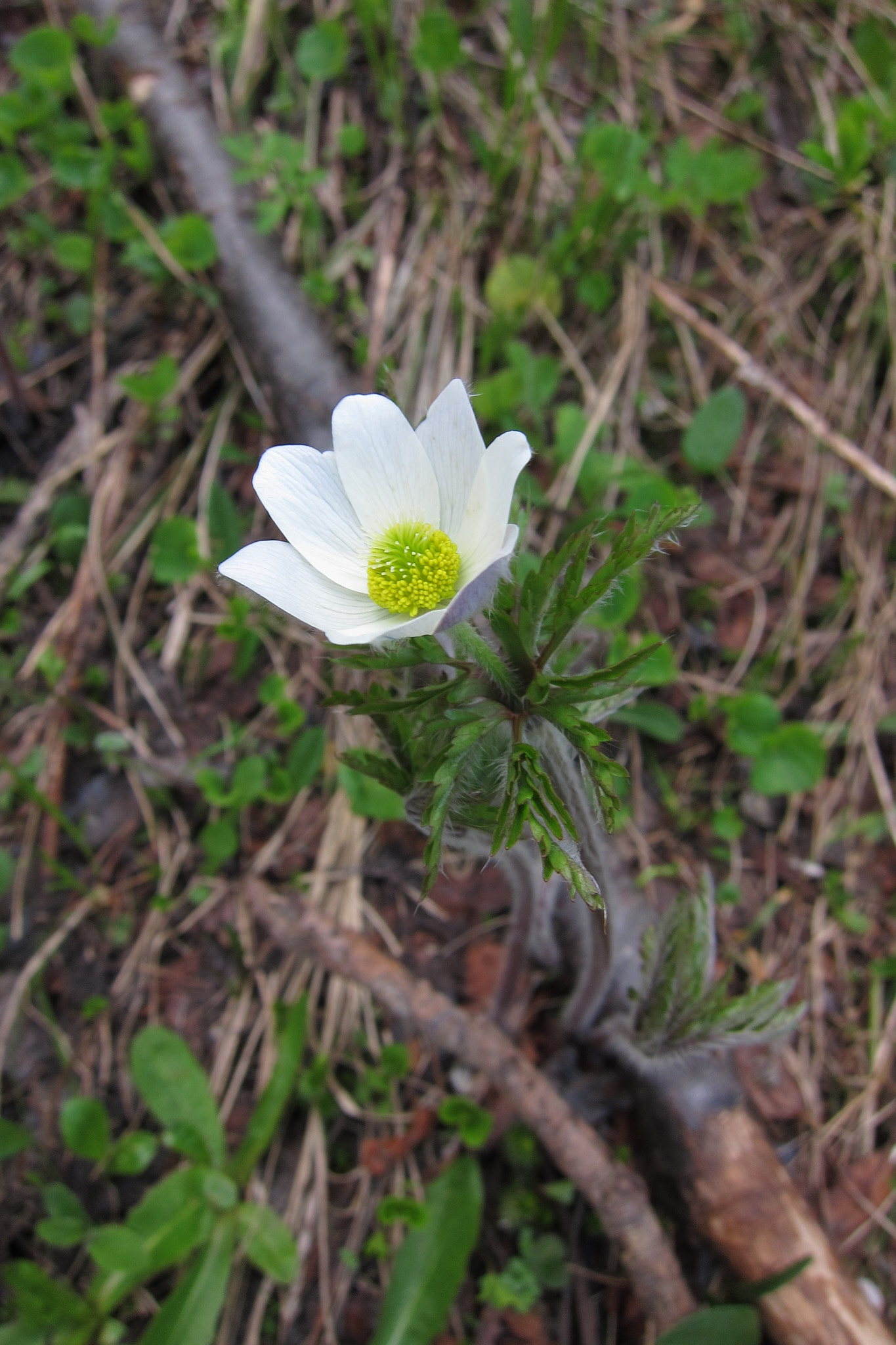 Alpsippa (<em>Pulsatilla alpina</em>)