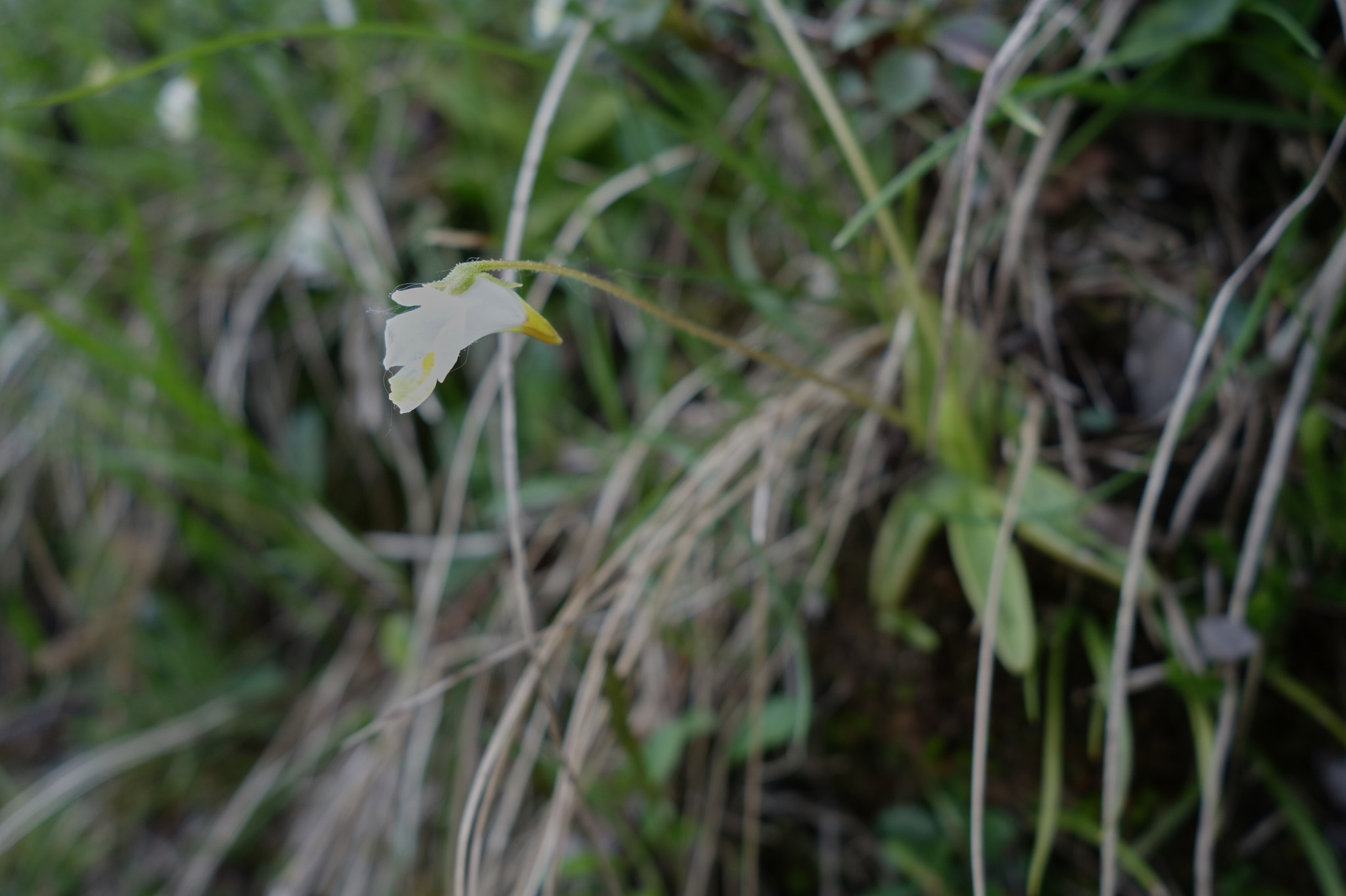 Fjälltätört (<em>Pinguicula alpina</em>)