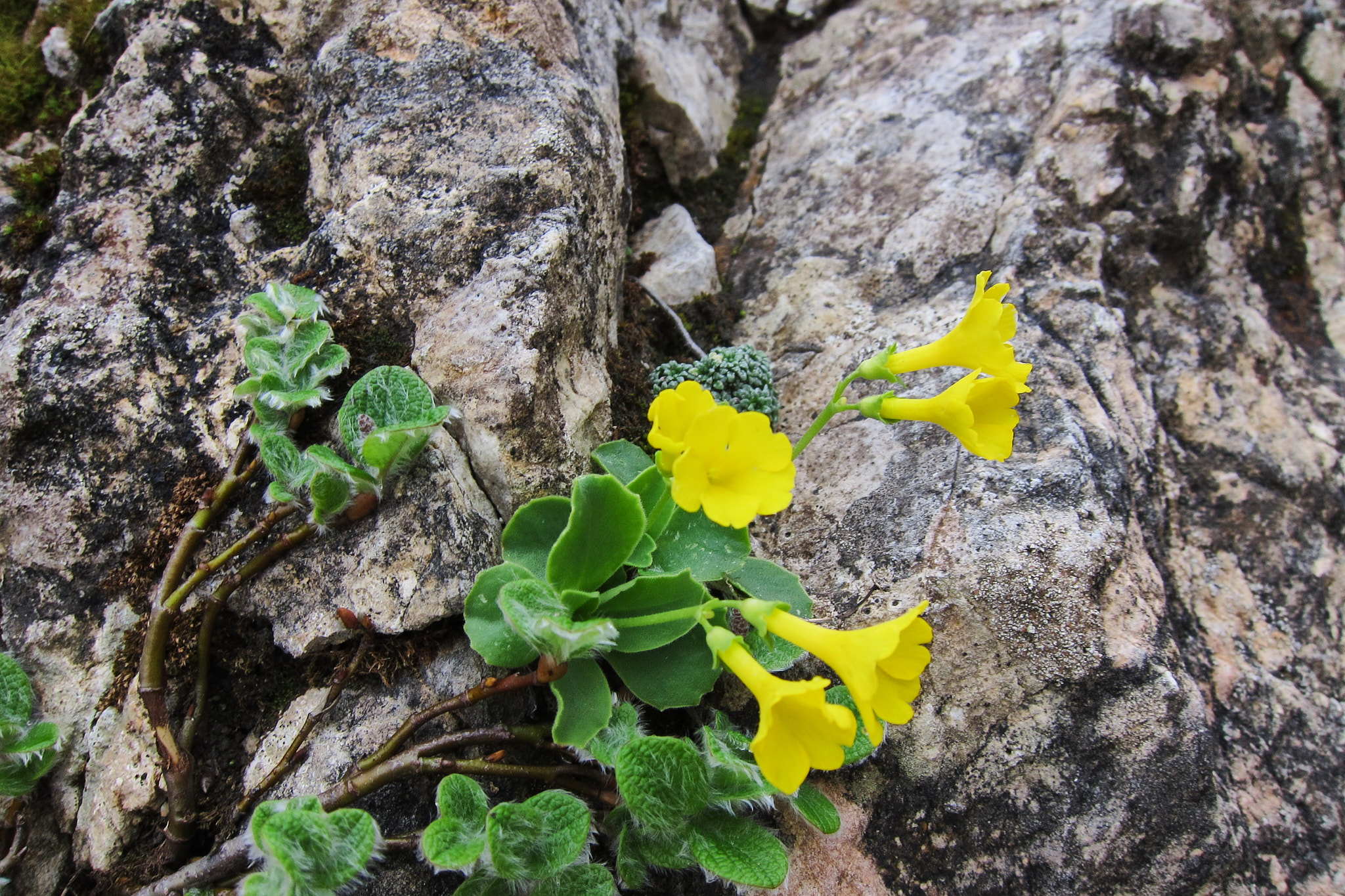 Vildaurikel (<em>Primula auricula</em>)