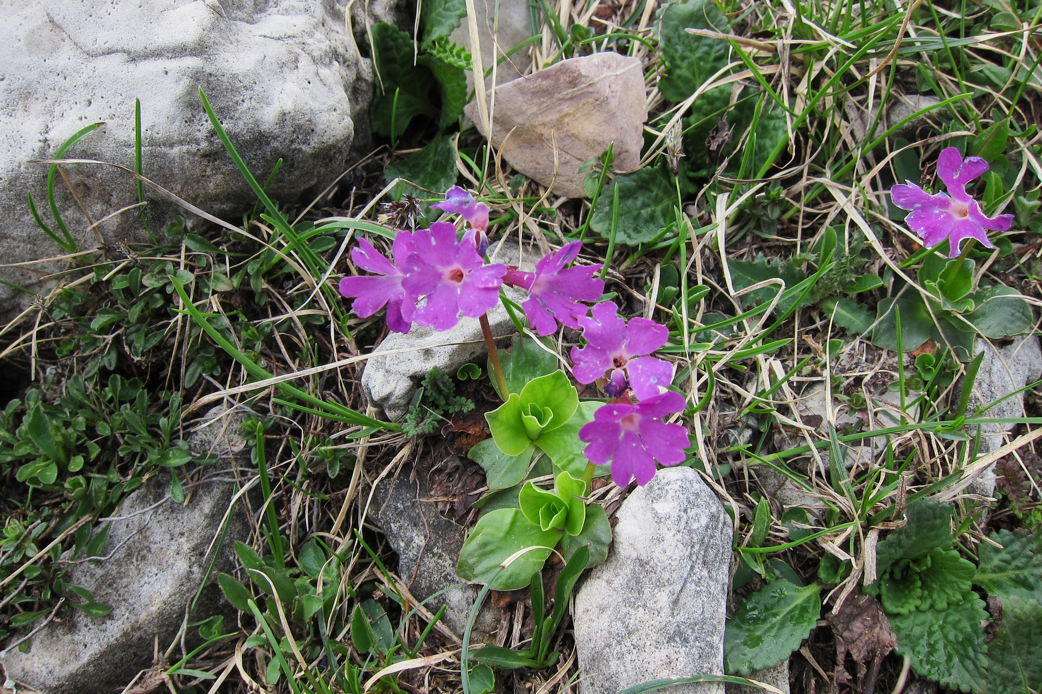 Stjärnaurikel (<em>Primula minima</em>)