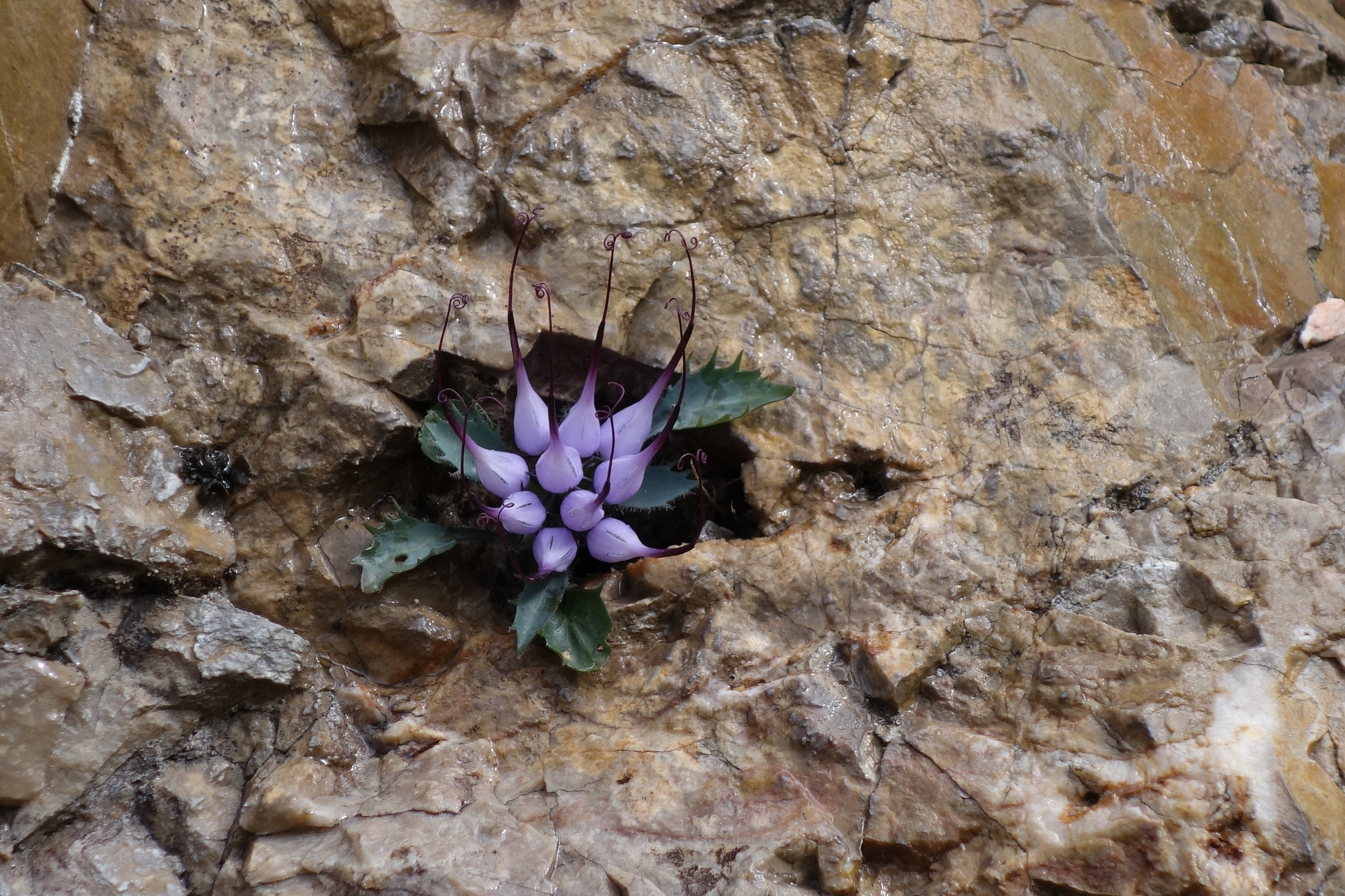 Djävulsklo (<em>Physoplexis comosa</em>)