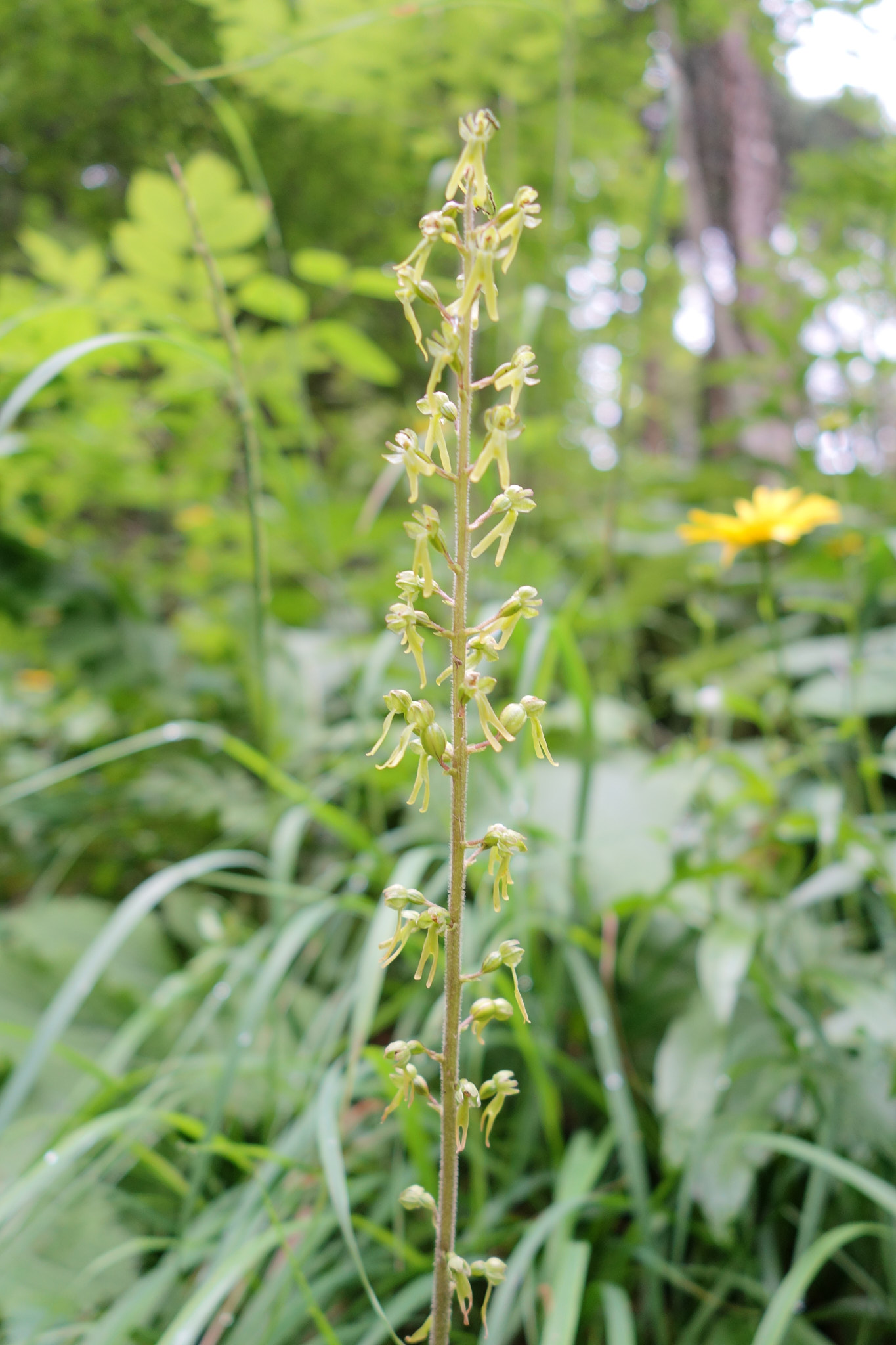 Tvåblad (<em>Neottia ovata</em>)