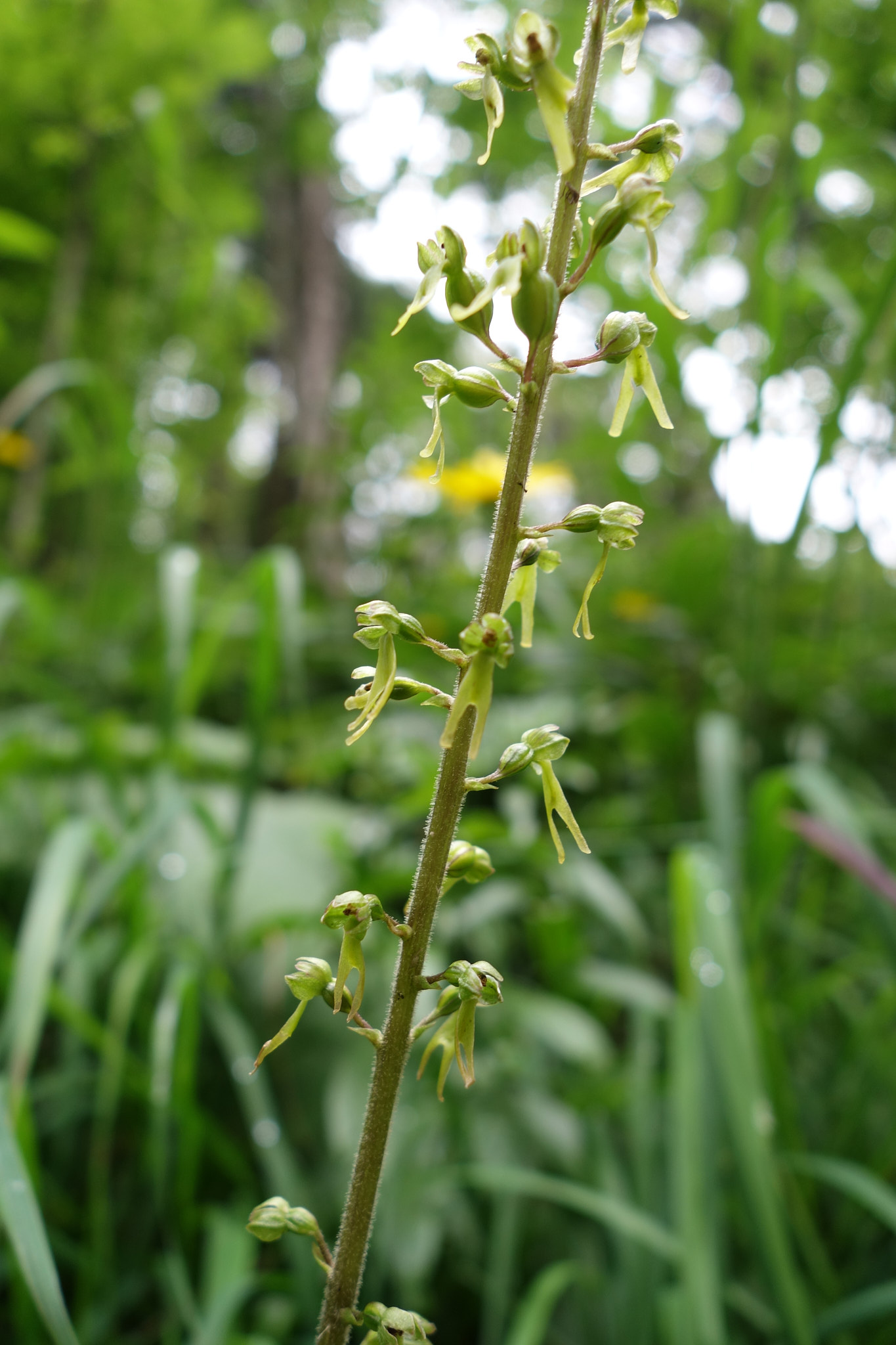 Tvåblad (<em>Neottia ovata</em>)