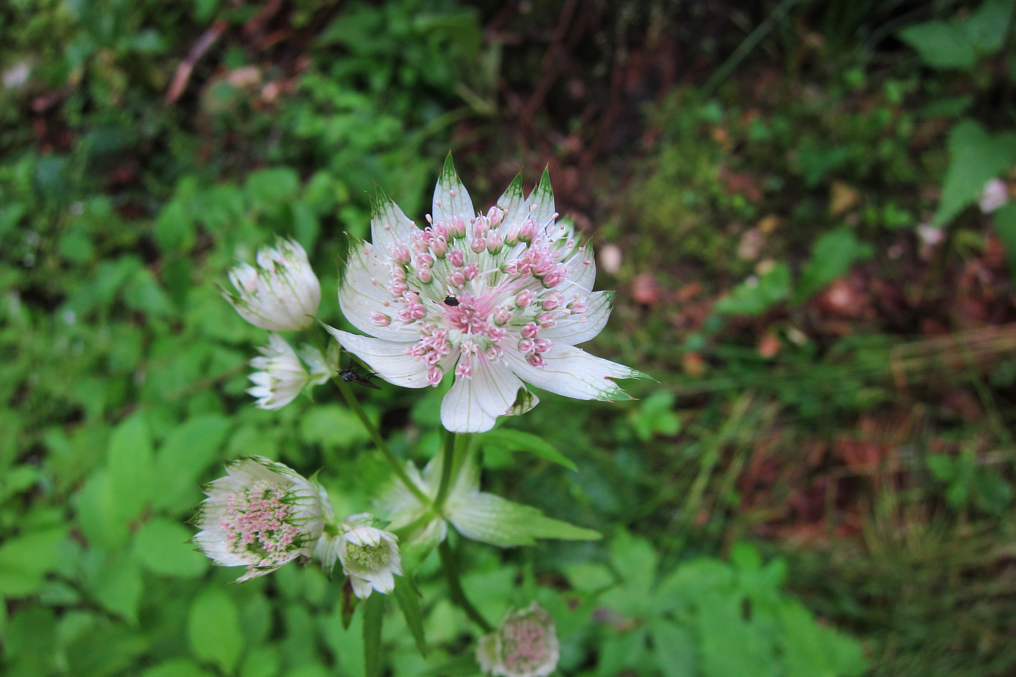 Stjärnflocka (<em>Astrantia major</em>)