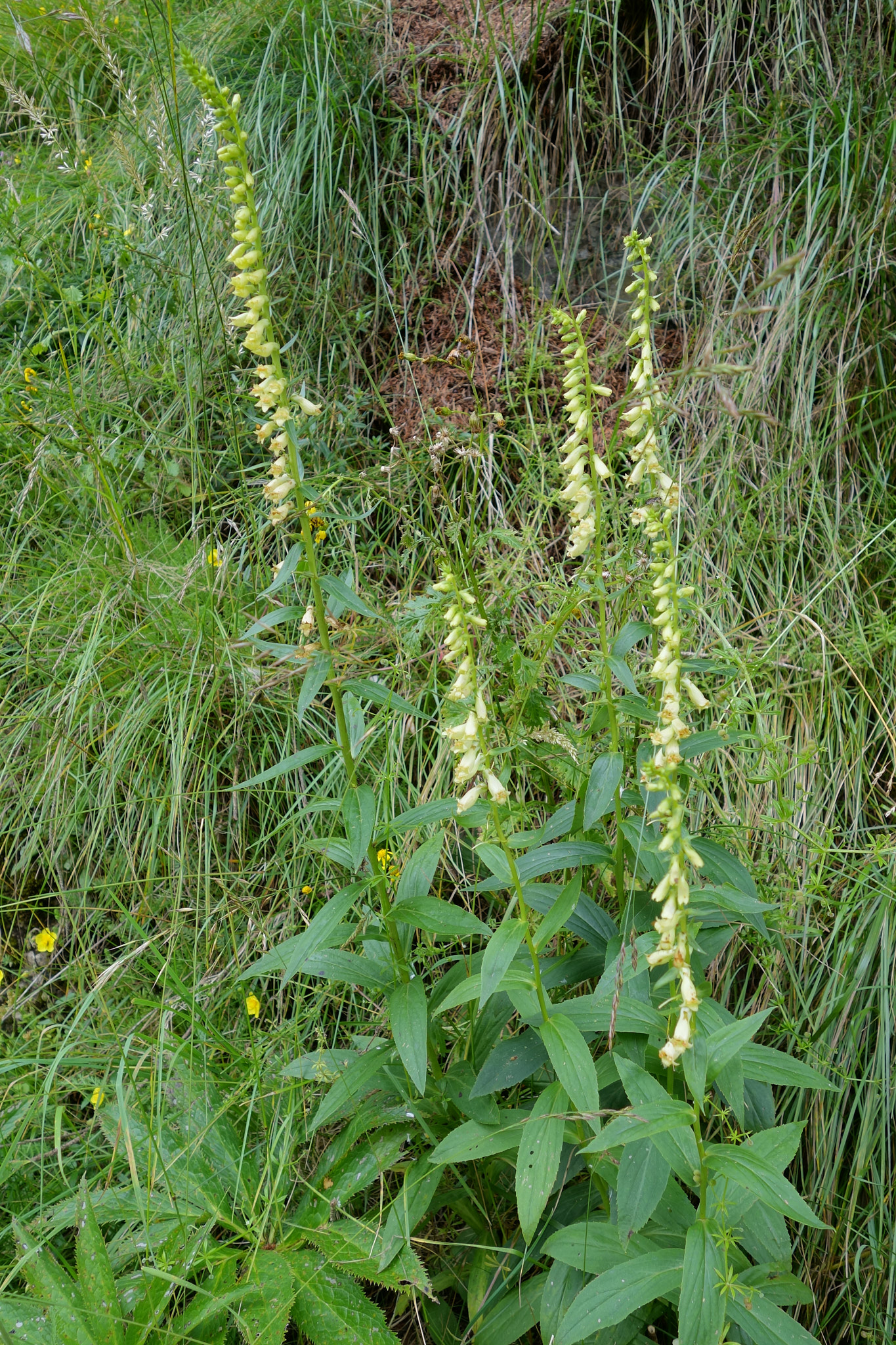 Liten fingerborgsblomma (<em>Digitalis lutea</em>)