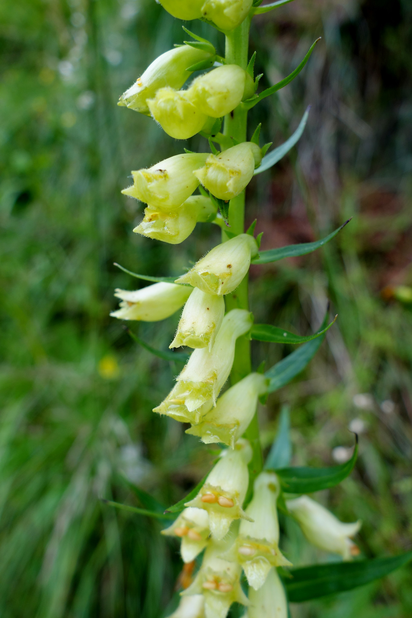 Liten fingerborgsblomma (<em>Digitalis lutea</em>)