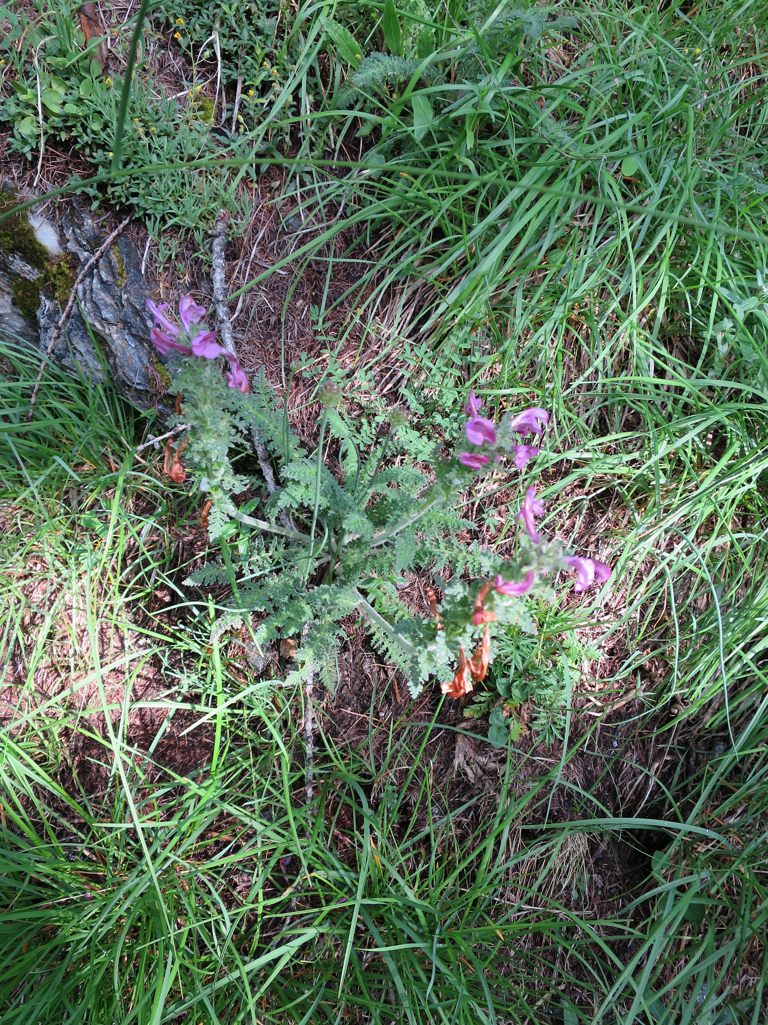 Granspira (<em>Pedicularis sylvatica</em>)