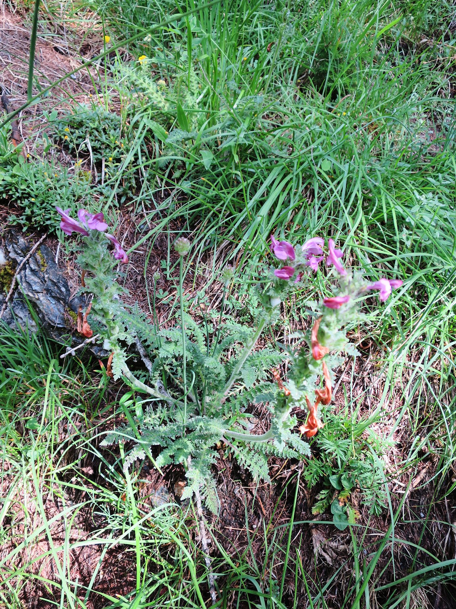 Granspira (<em>Pedicularis sylvatica</em>)