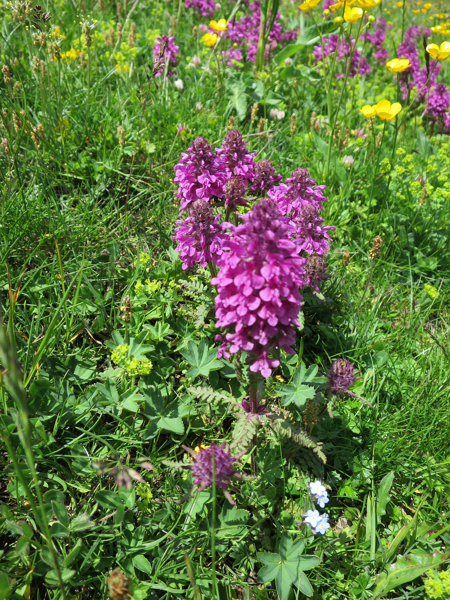 <em>Pedicularis gyroflexa</em>