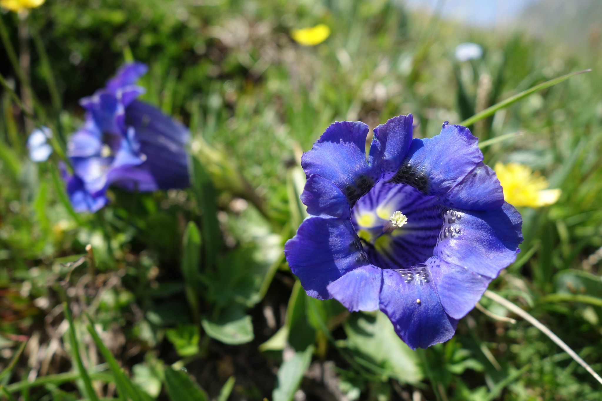 Alpgentiana (<em>Gentiana acaulis</em>)