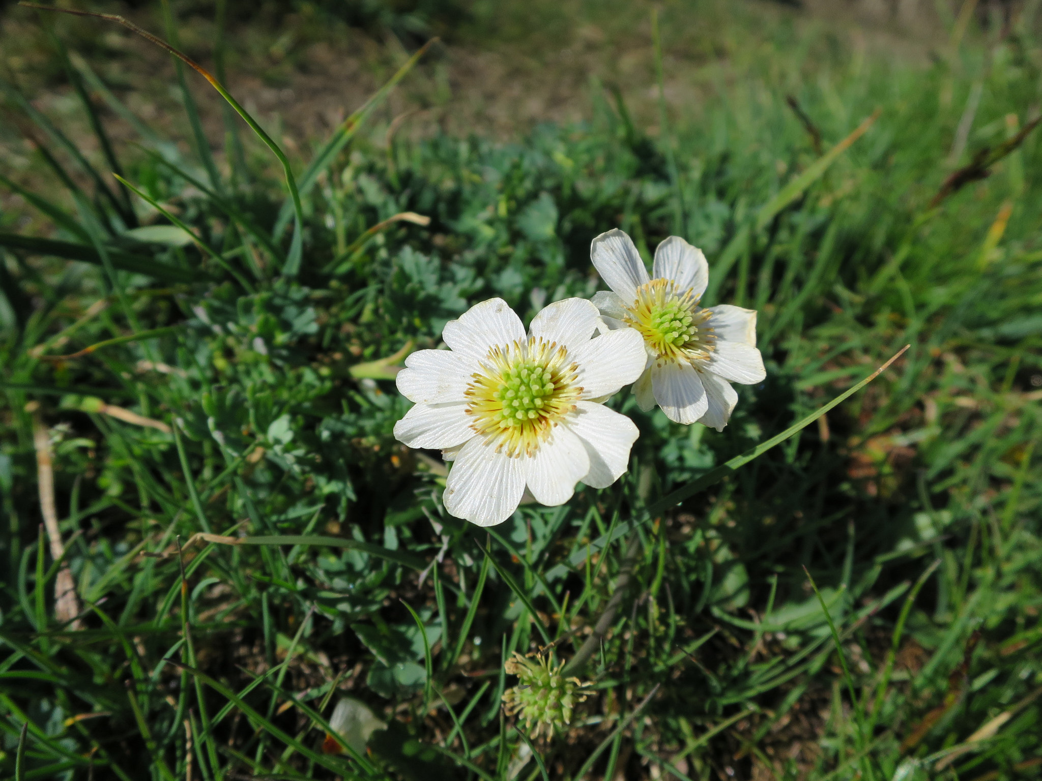 alpranunkel (<em>Ranunculus alpestris</em>)