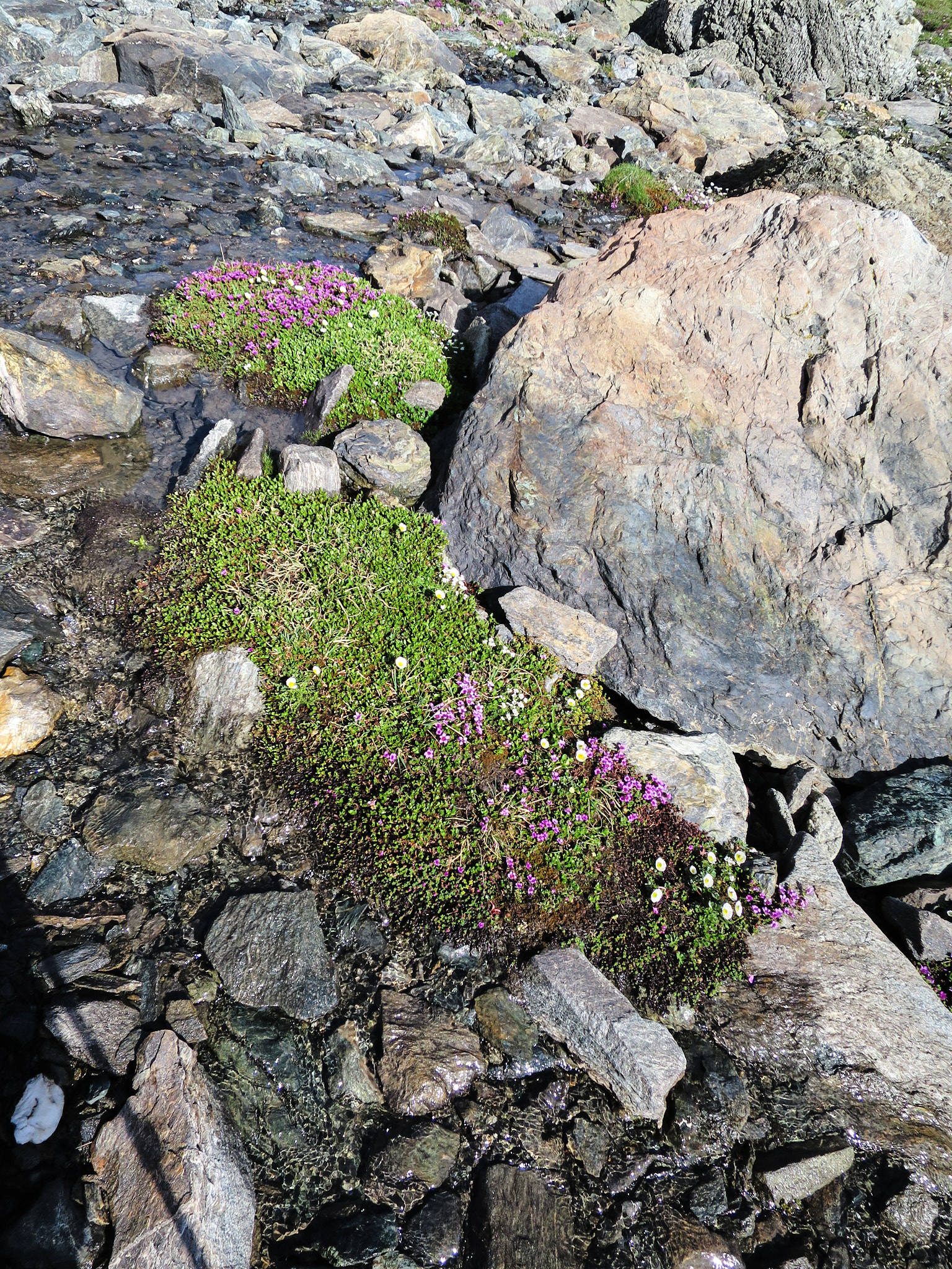 Purpurbräcka (<em>Saxifraga oppositifolia</em>)