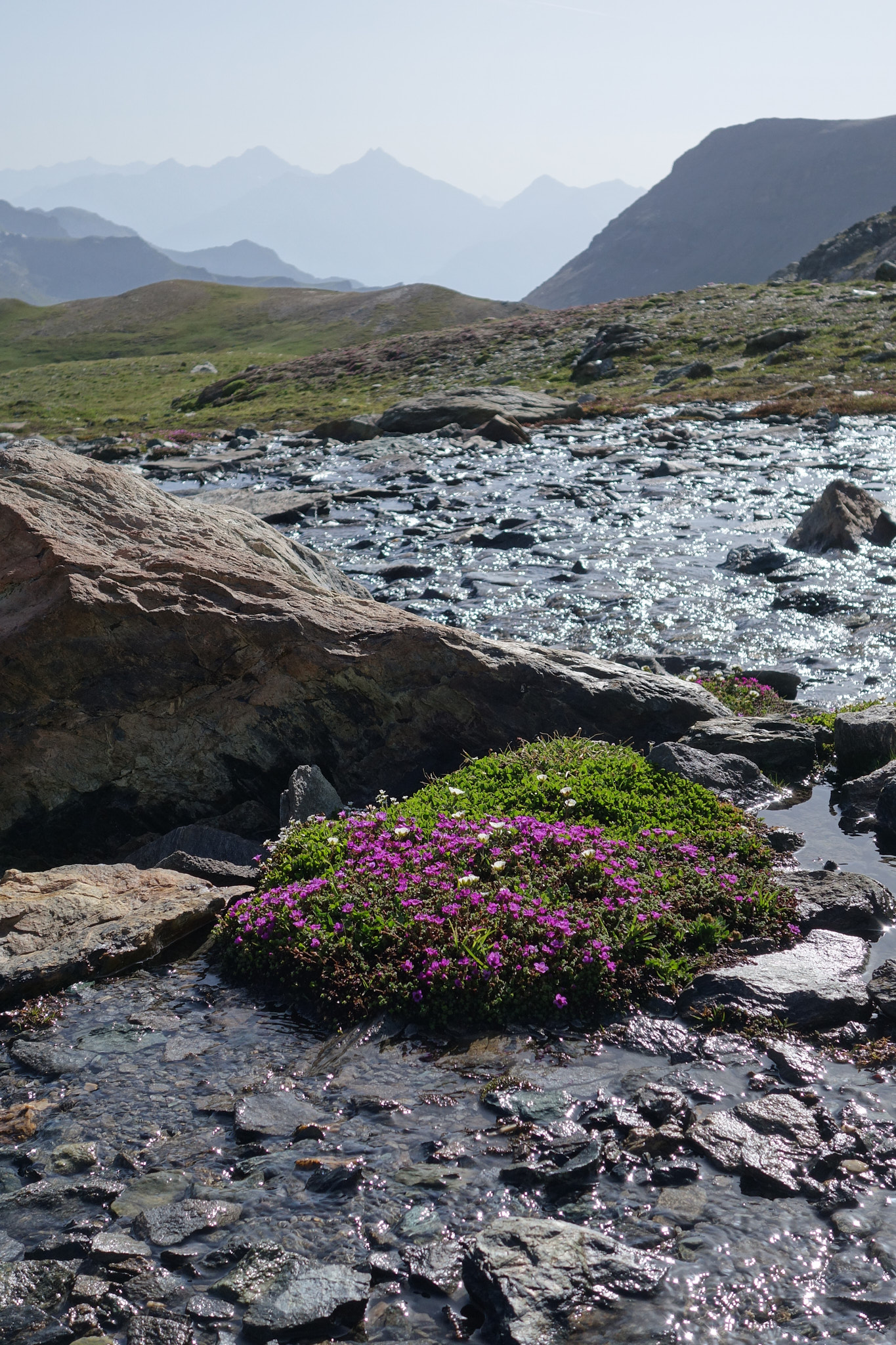 Purpurbräcka (<em>Saxifraga oppositifolia</em>)