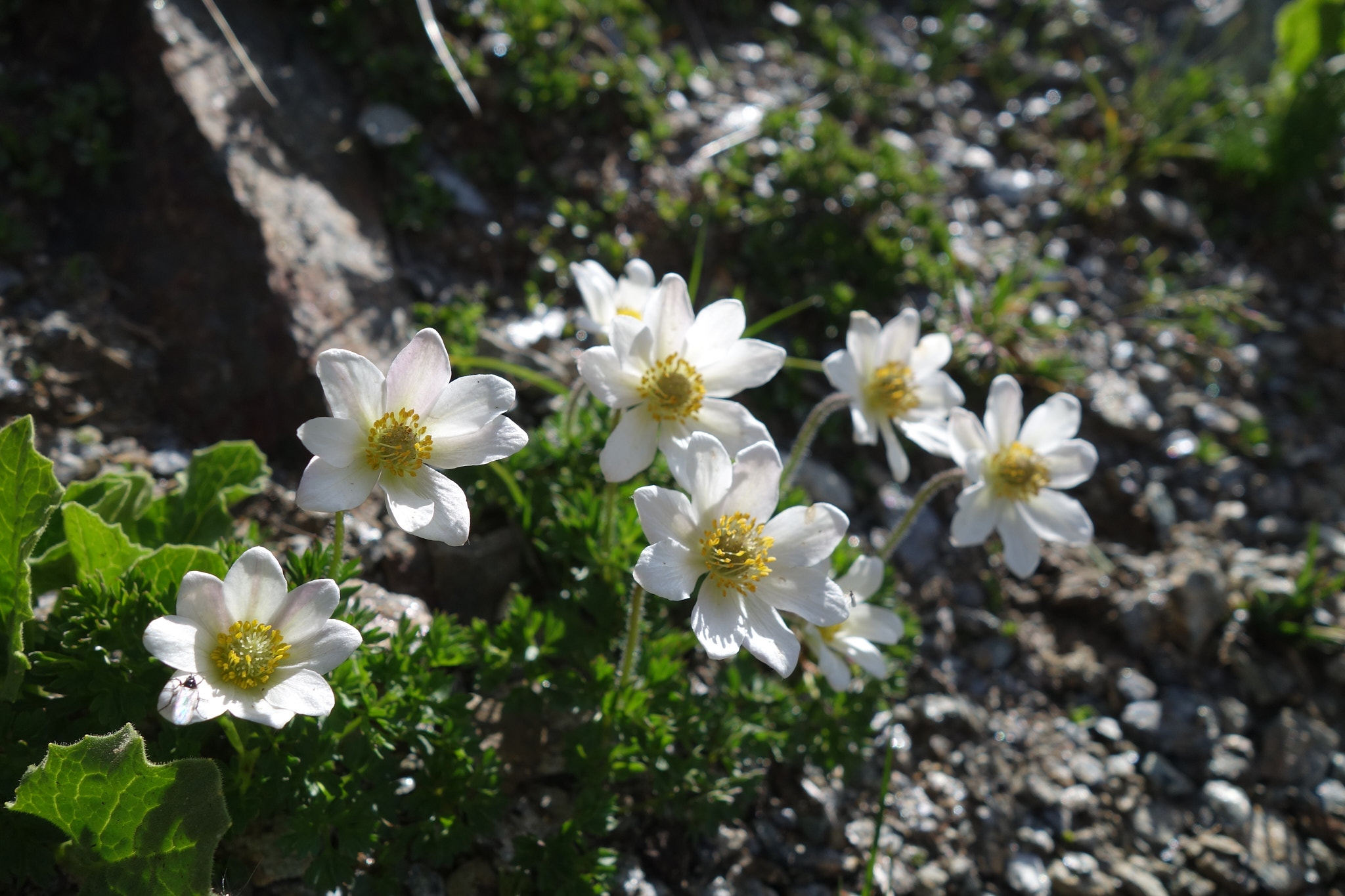 Snöanemon (<em>Anemone baldensis</em>)