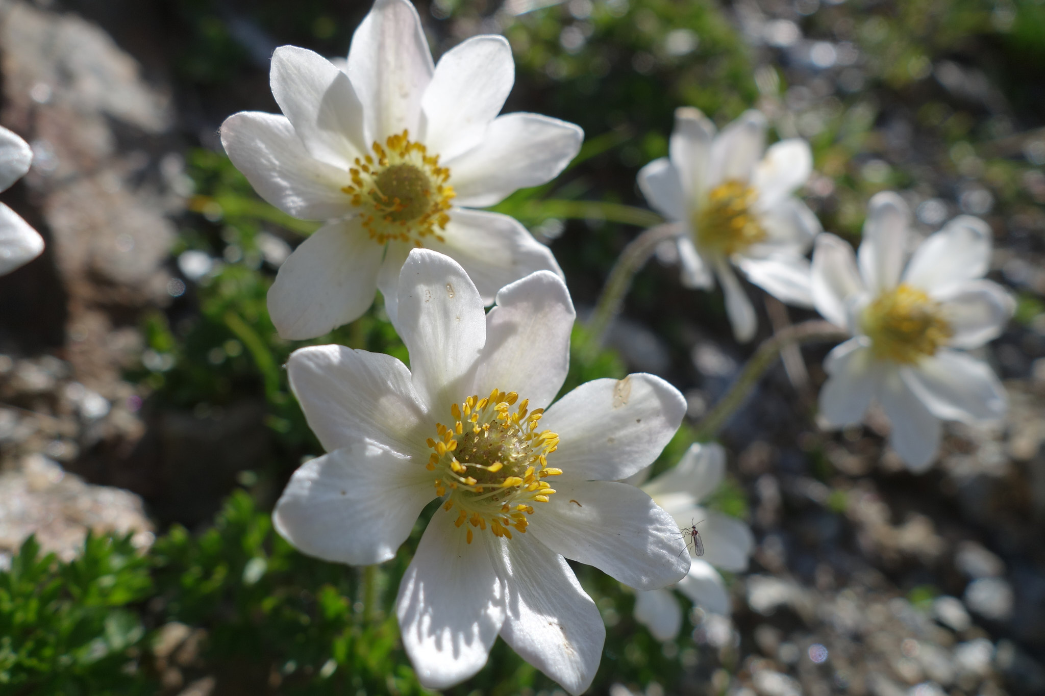 Snöanemon (<em>Anemone baldensis</em>)