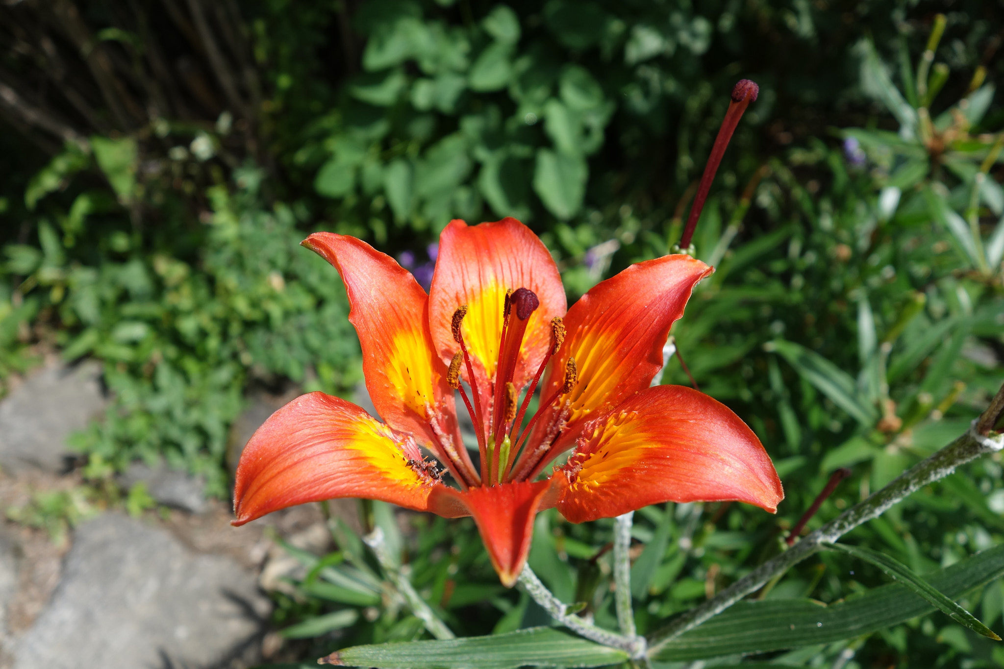 Brandlilja (<em>Lilium bulbiferum</em>)