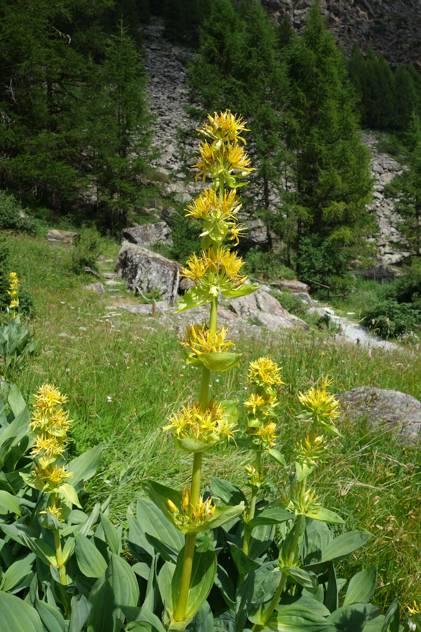 Gullgentiana (<em>Gentiana lutea</em>)