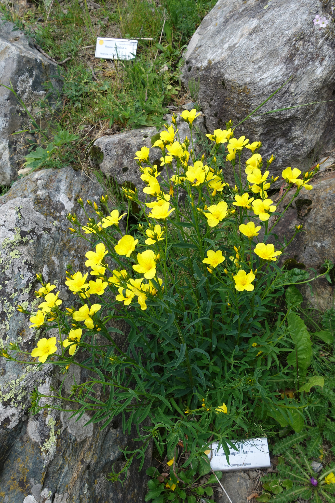 <em>Linum campanulatum</em>