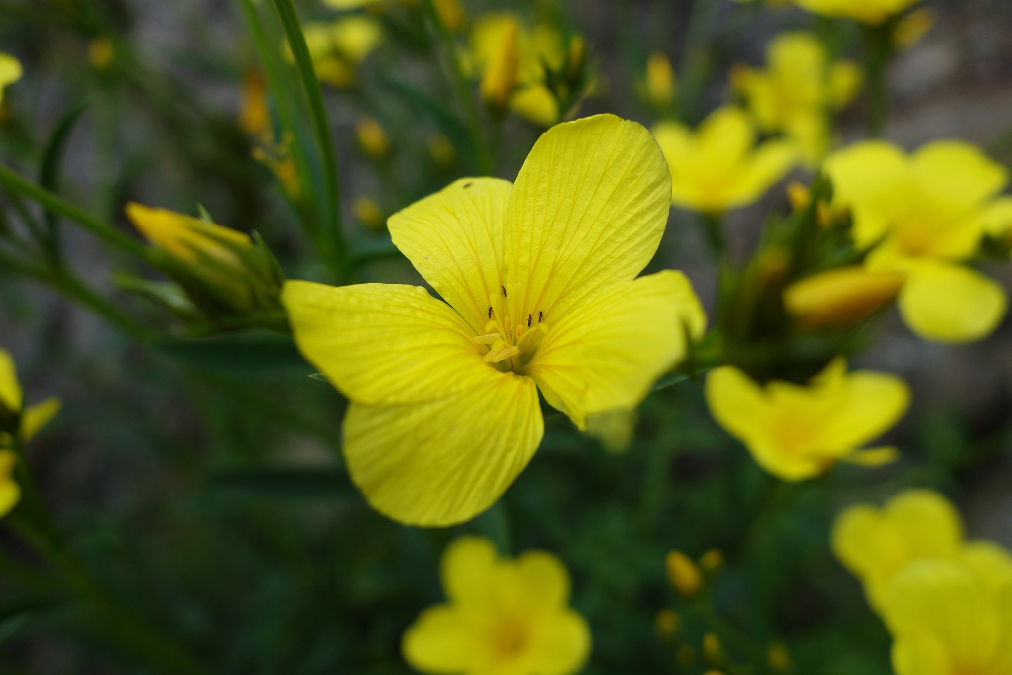 <em>Linum campanulatum</em>