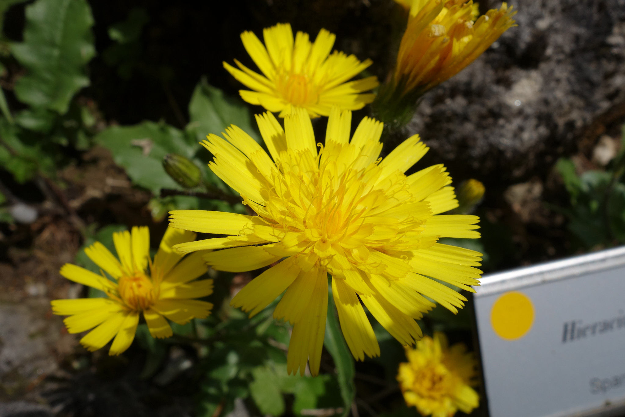 Hieracium humile (<em>Hieracium humile</em>)