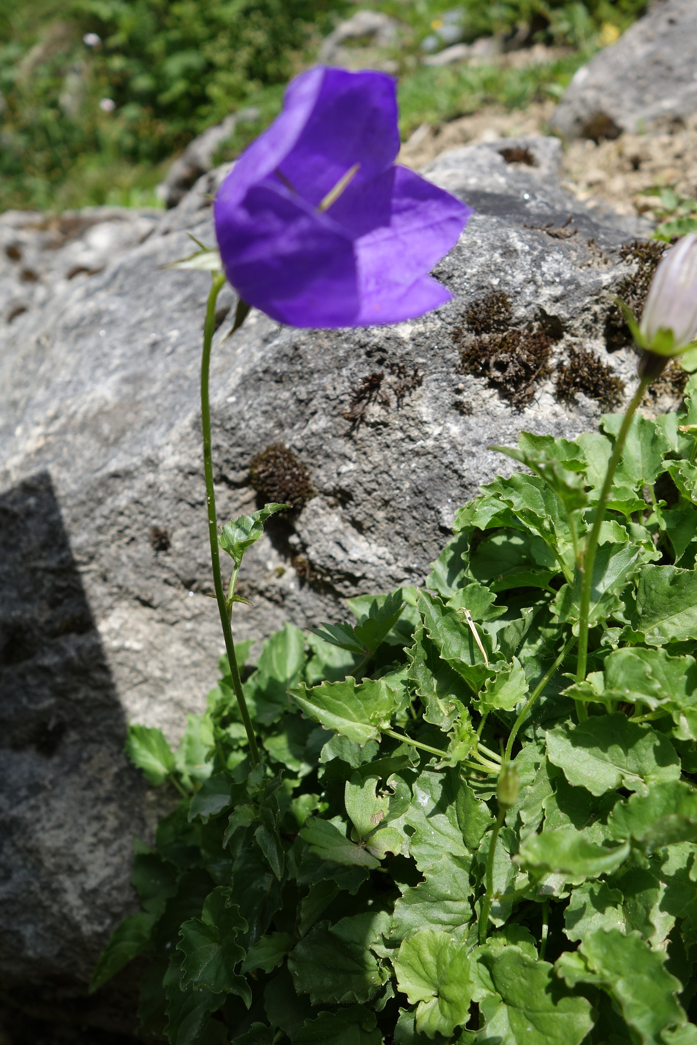 Karpaterklocka (<em>Campanula carpatica</em>)