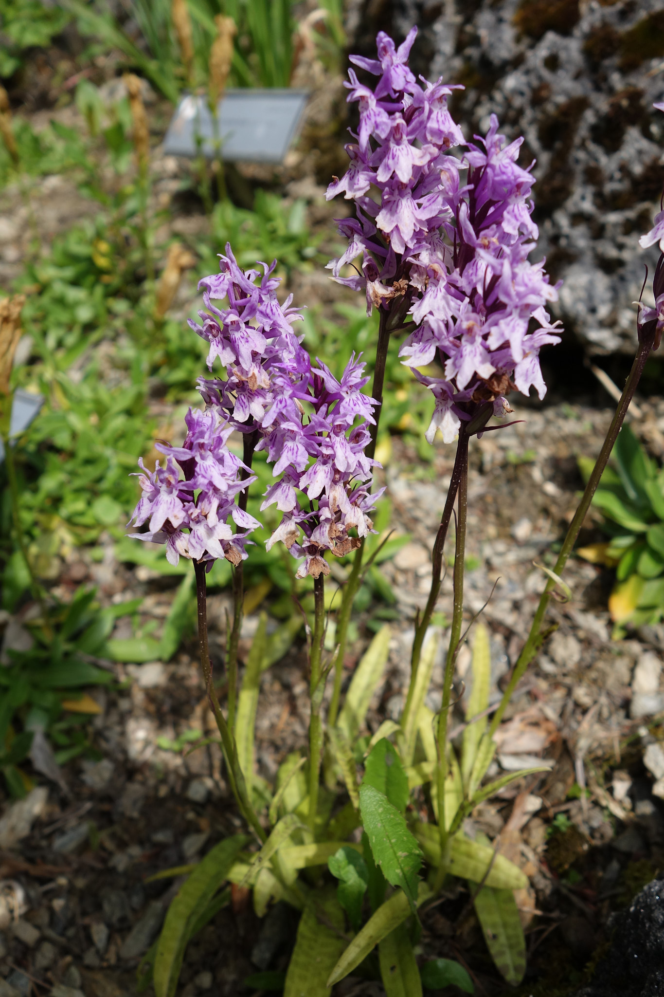 Skogsnycklar (<em>Dactylorhiza maculata ssp. fuchsii</em>)