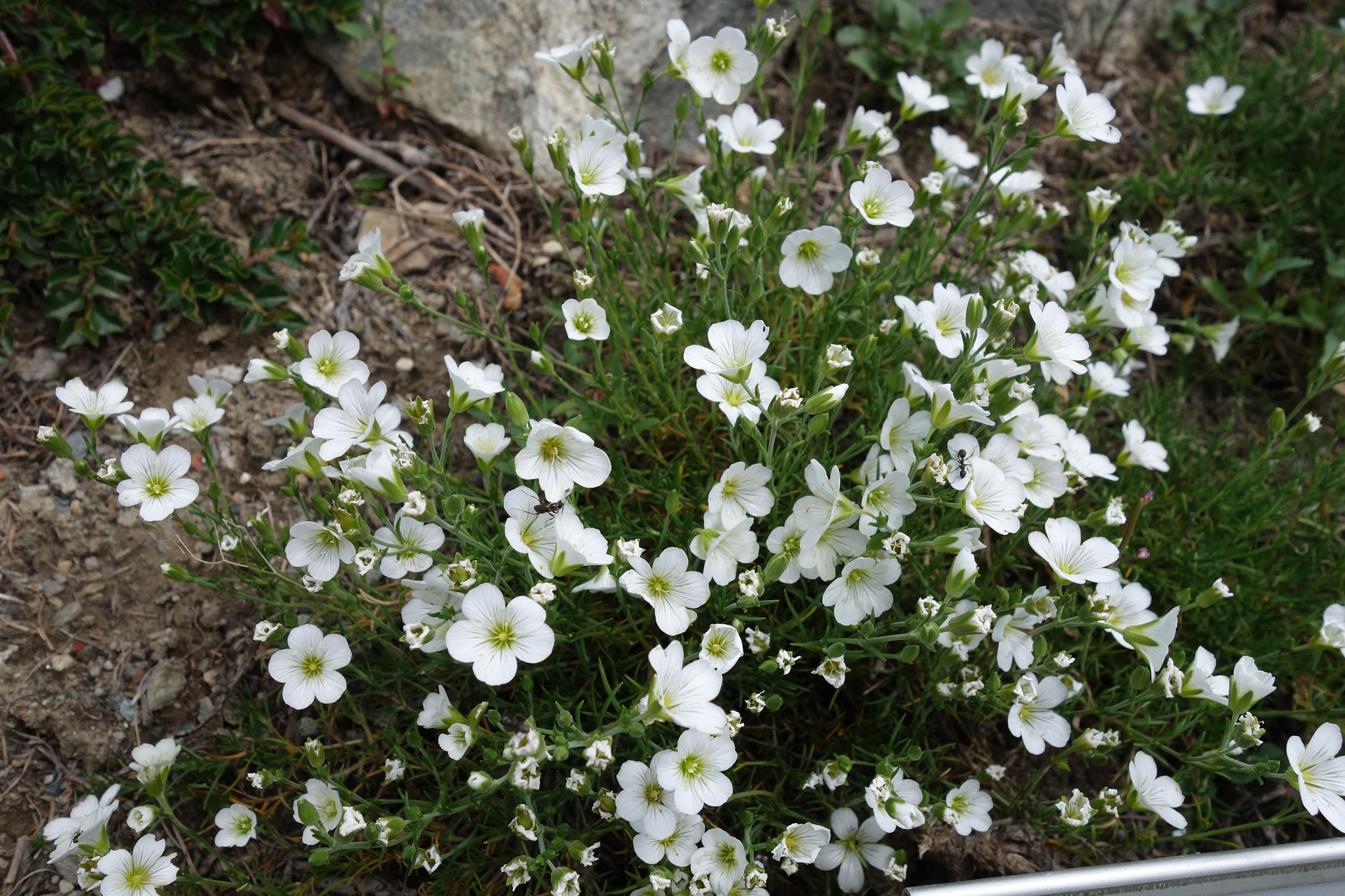 <em>Cherleria langii</em>