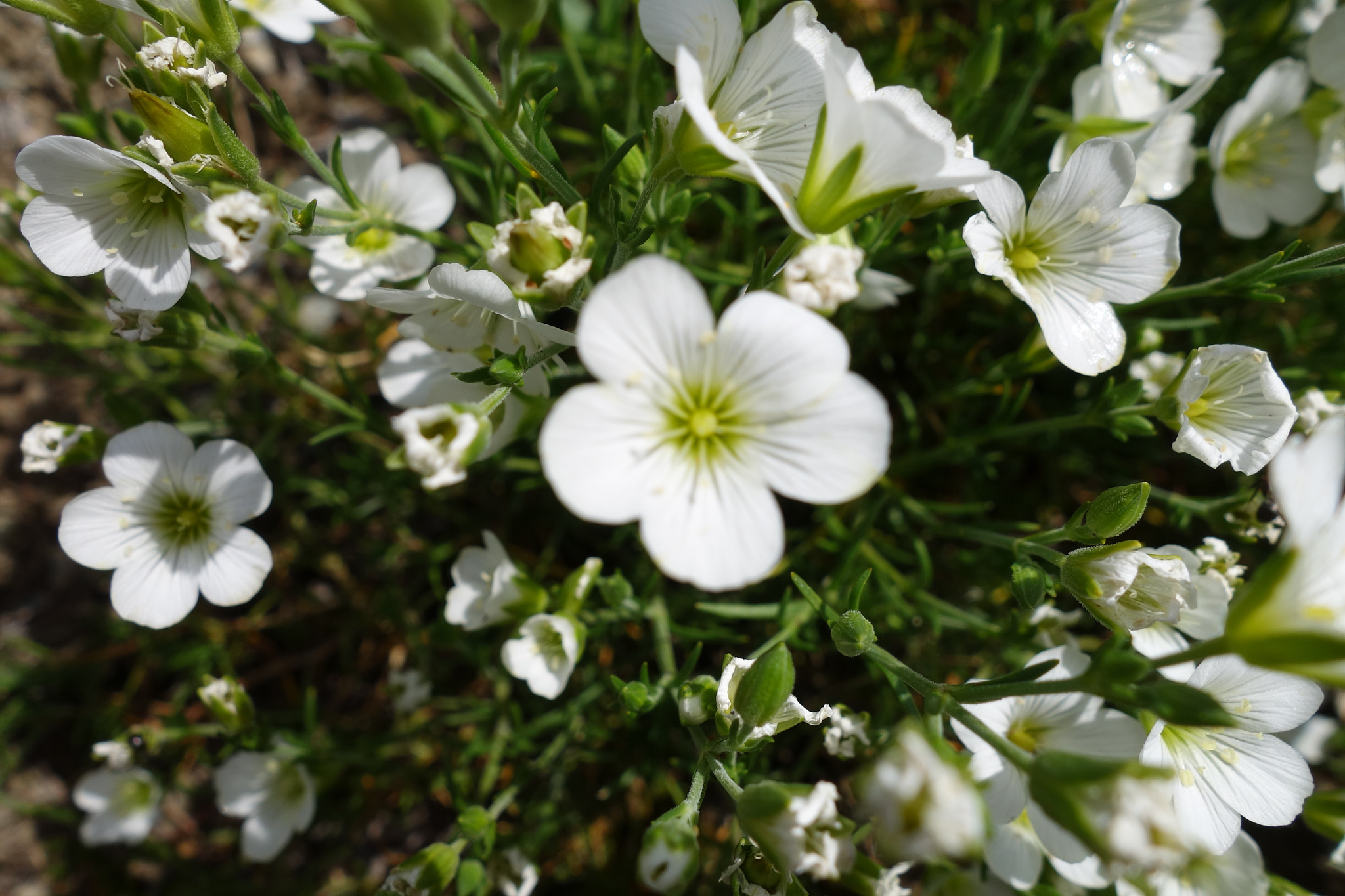 <em>Cherleria langii</em>