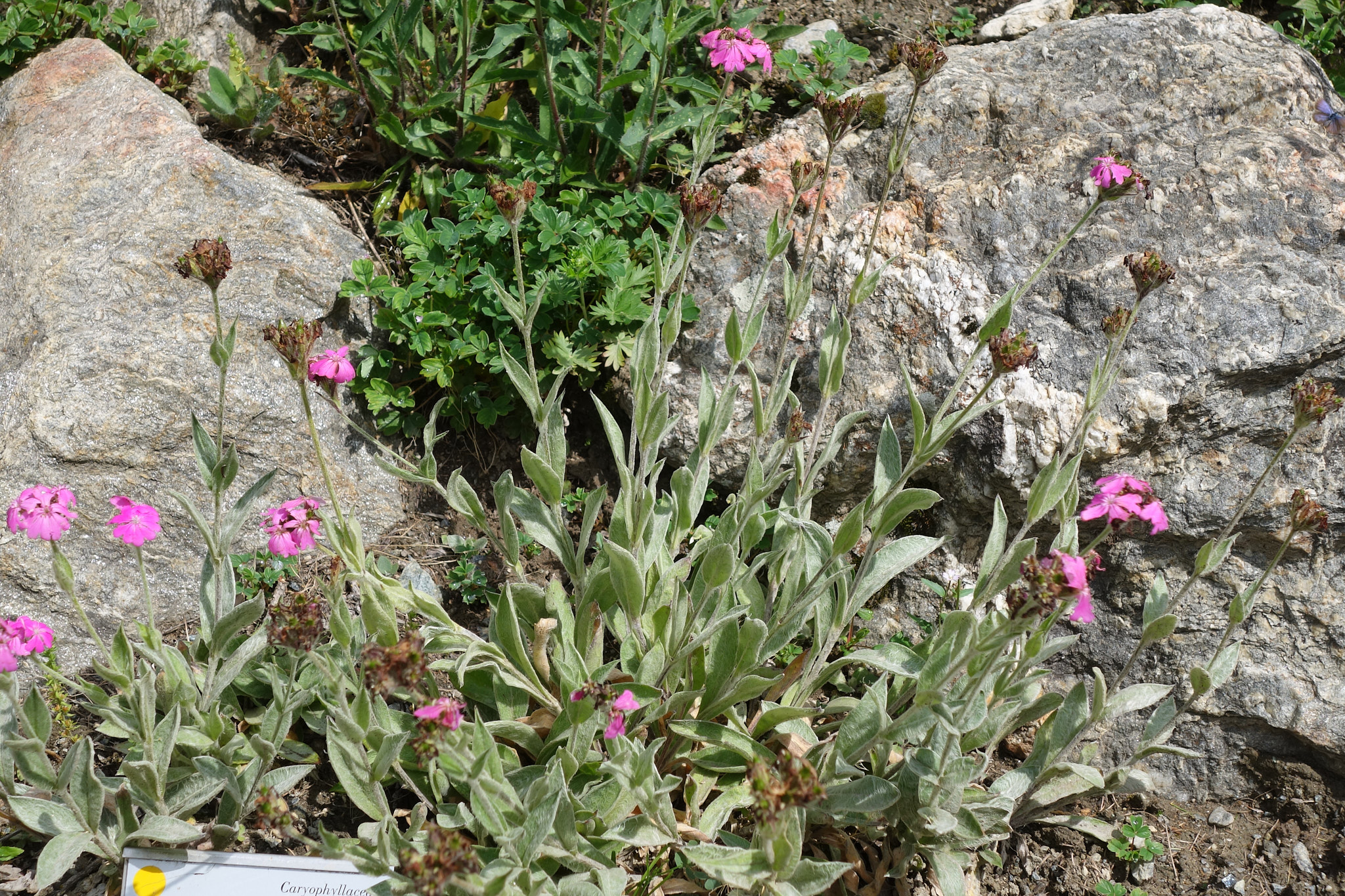 Jupitersblomster (<em>Lychnis flos-jovis</em>)