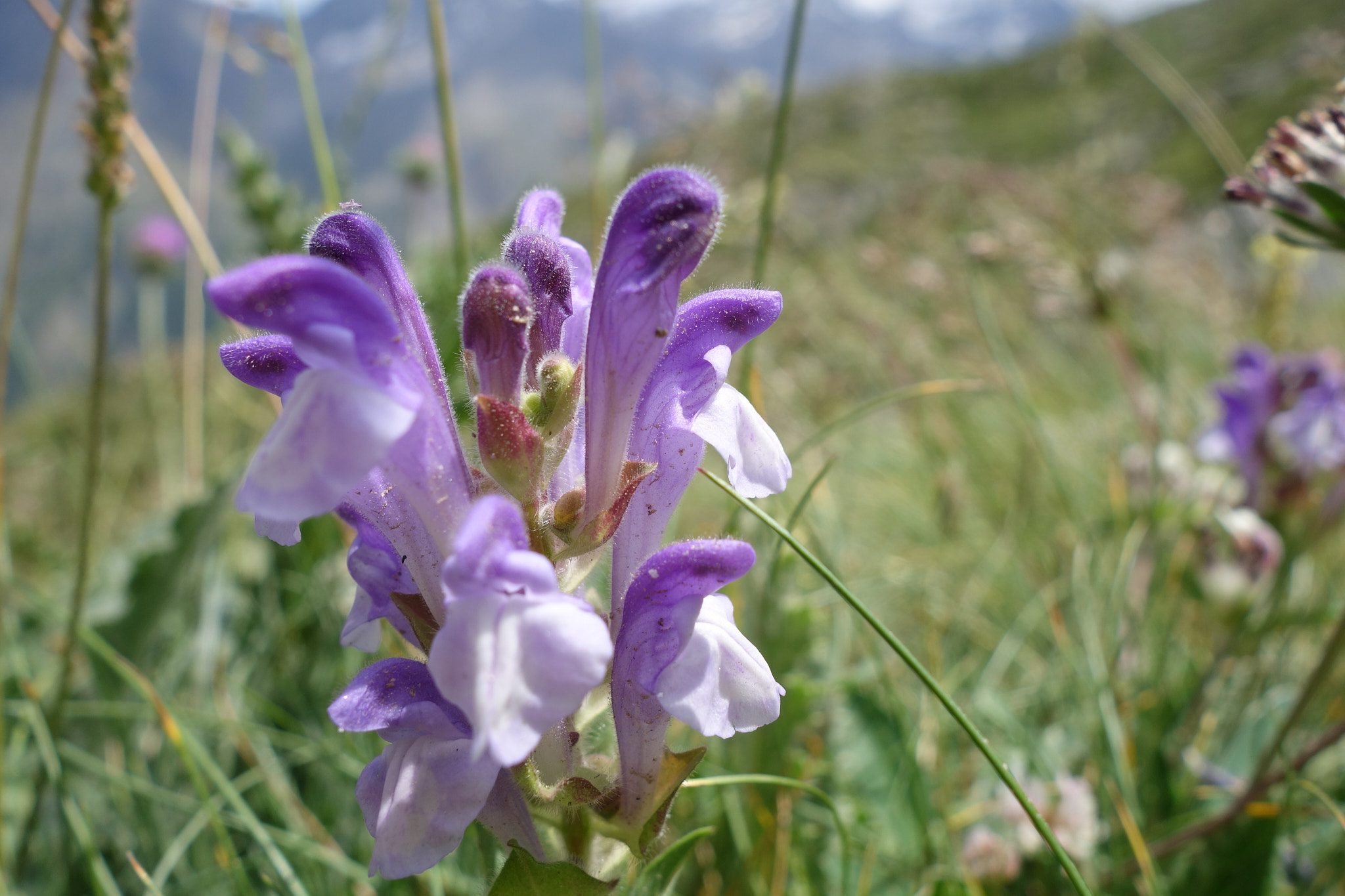 Alpfrossört (<em>Scutellaria alpina</em>)