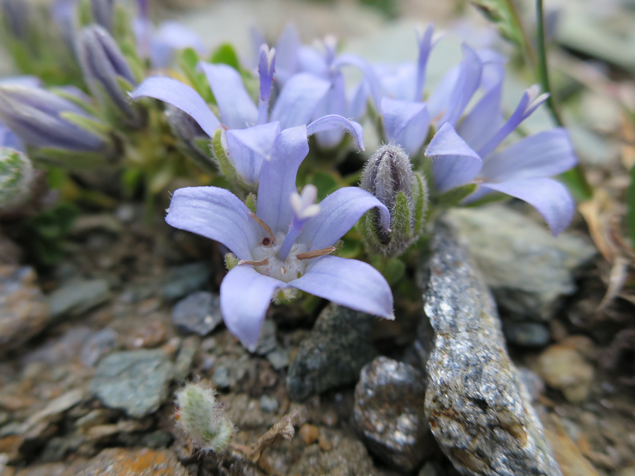 Kuddklocka (<em>Campanula cenisia</em>)