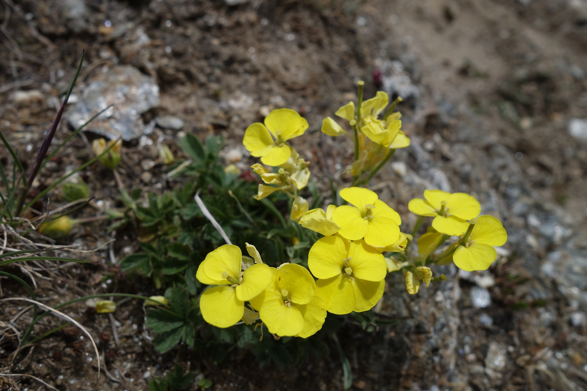 Alpkårel (<em>Erysimum rhaeticum</em>)