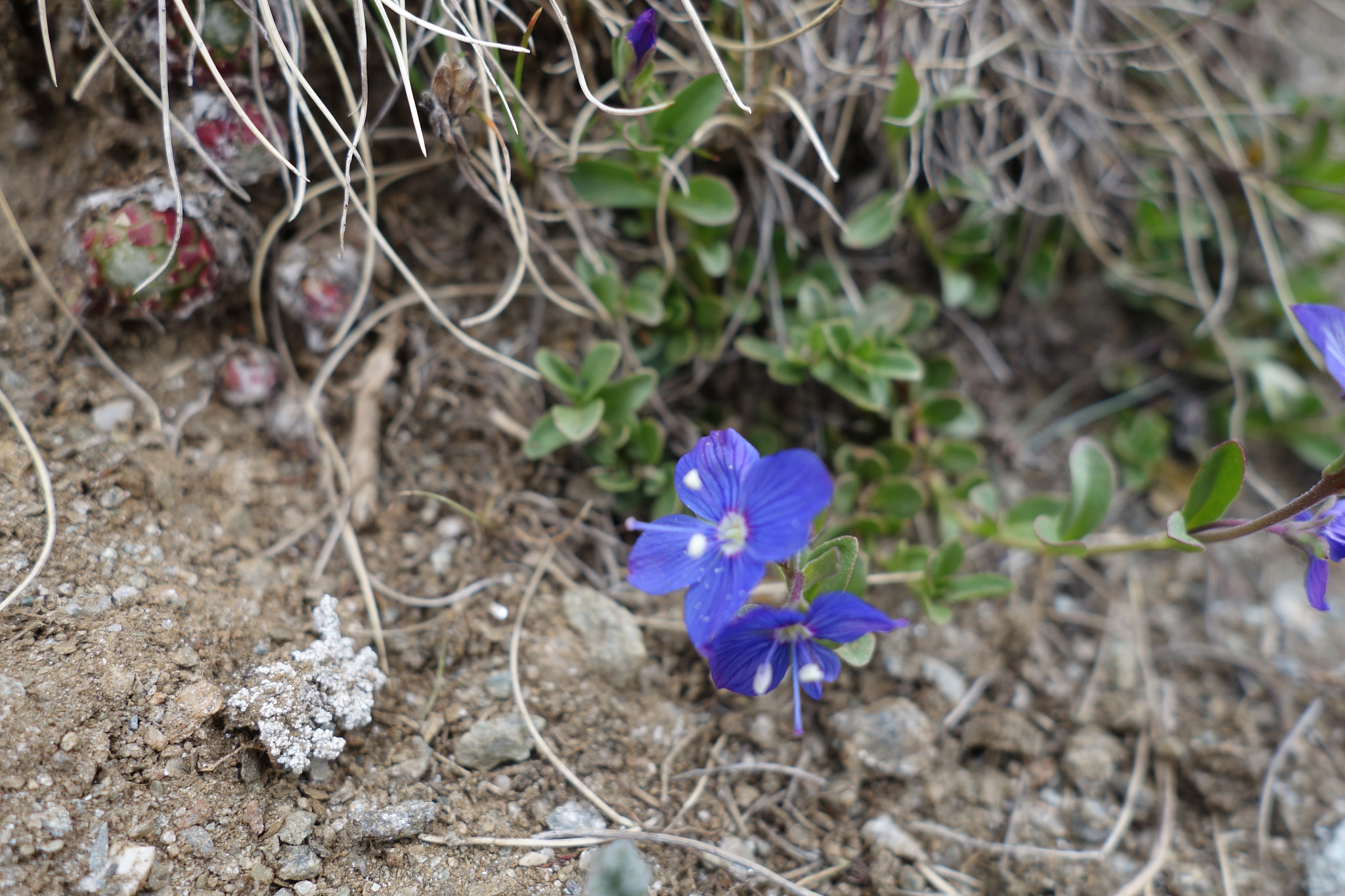 Klippveronika (<em>Veronica fruticans</em>)