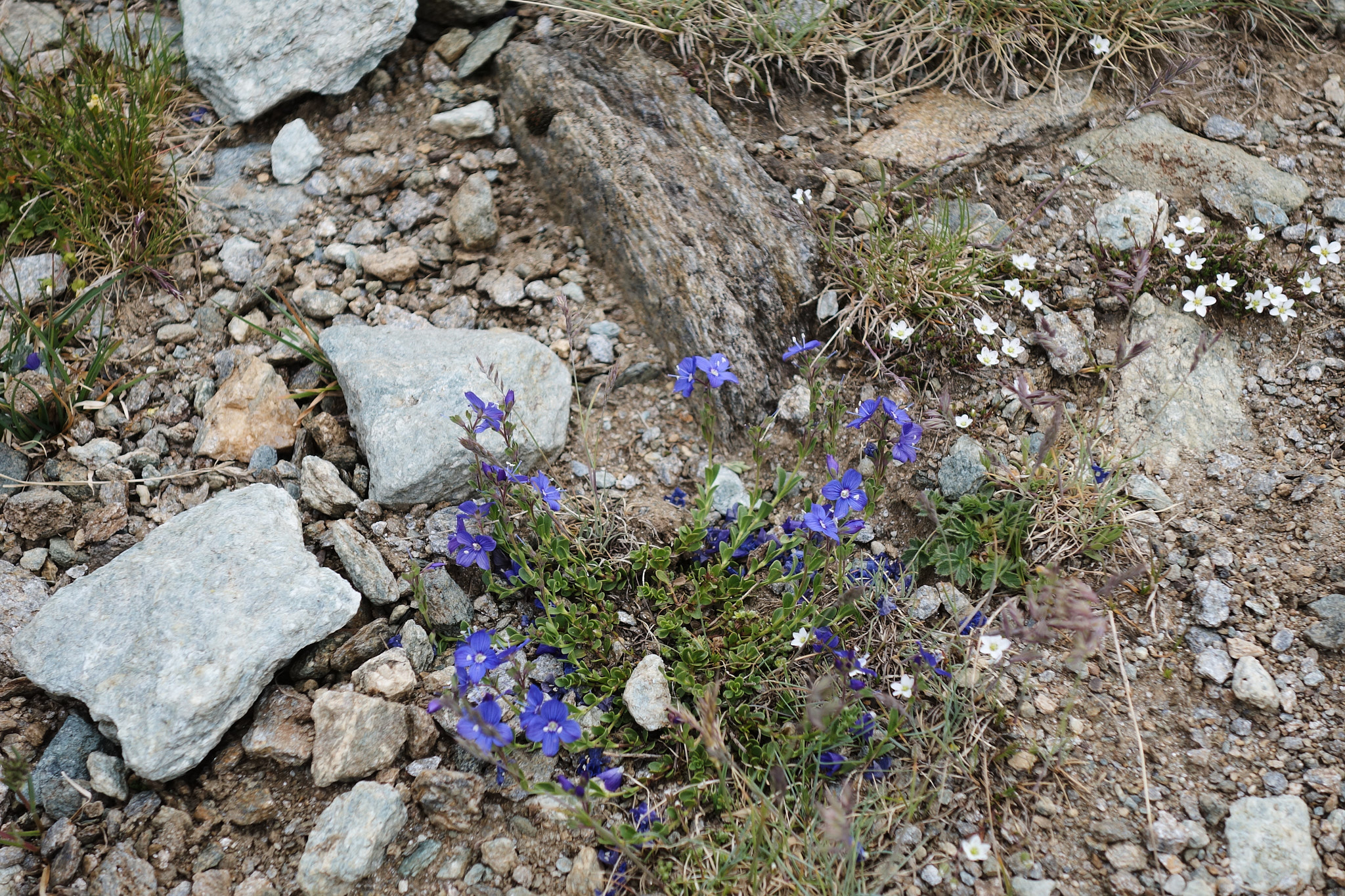 Klippveronika (<em>Veronica fruticans</em>)