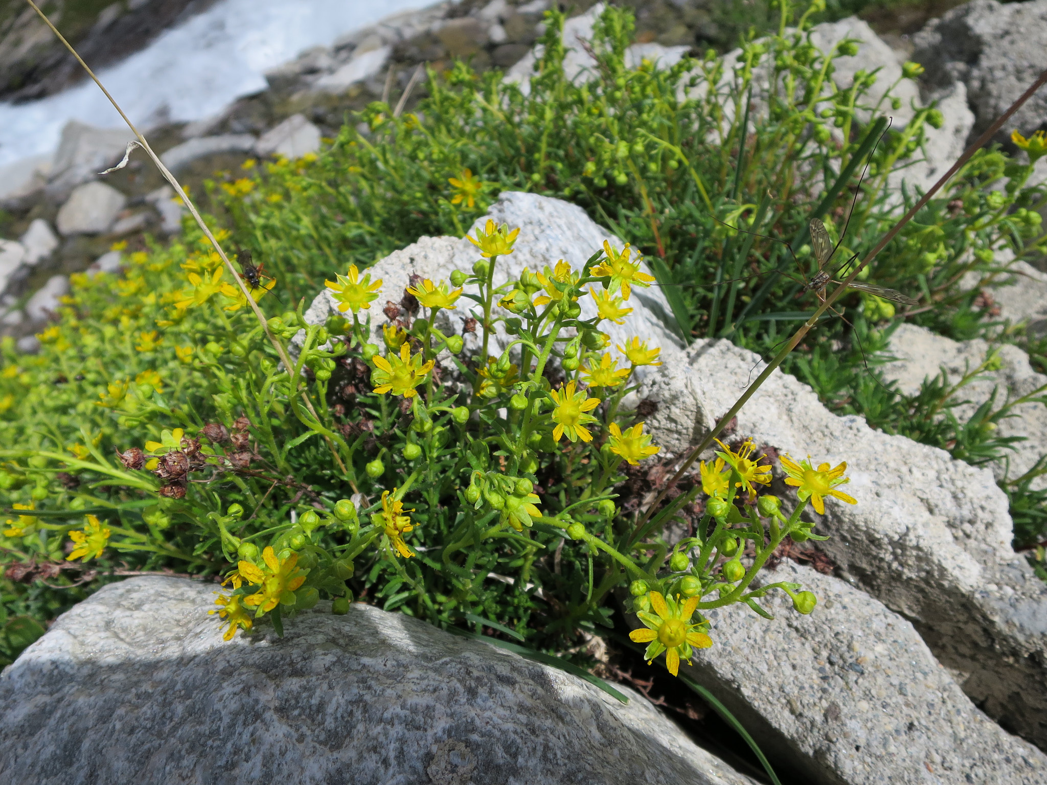 Gullbräcka (<em>Saxifraga aizoides</em>)