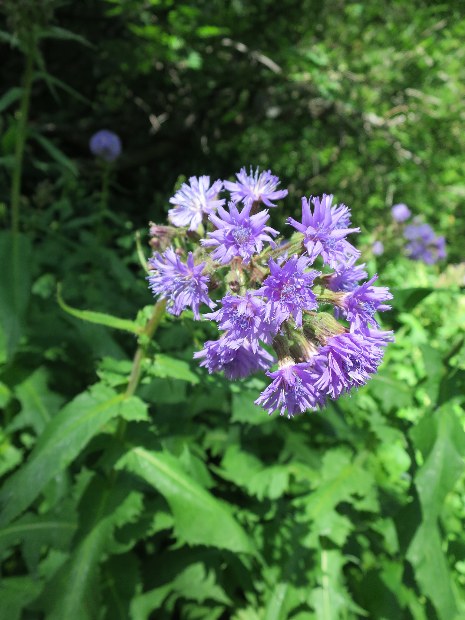 Torta (<em>Lactuca alpina</em>)