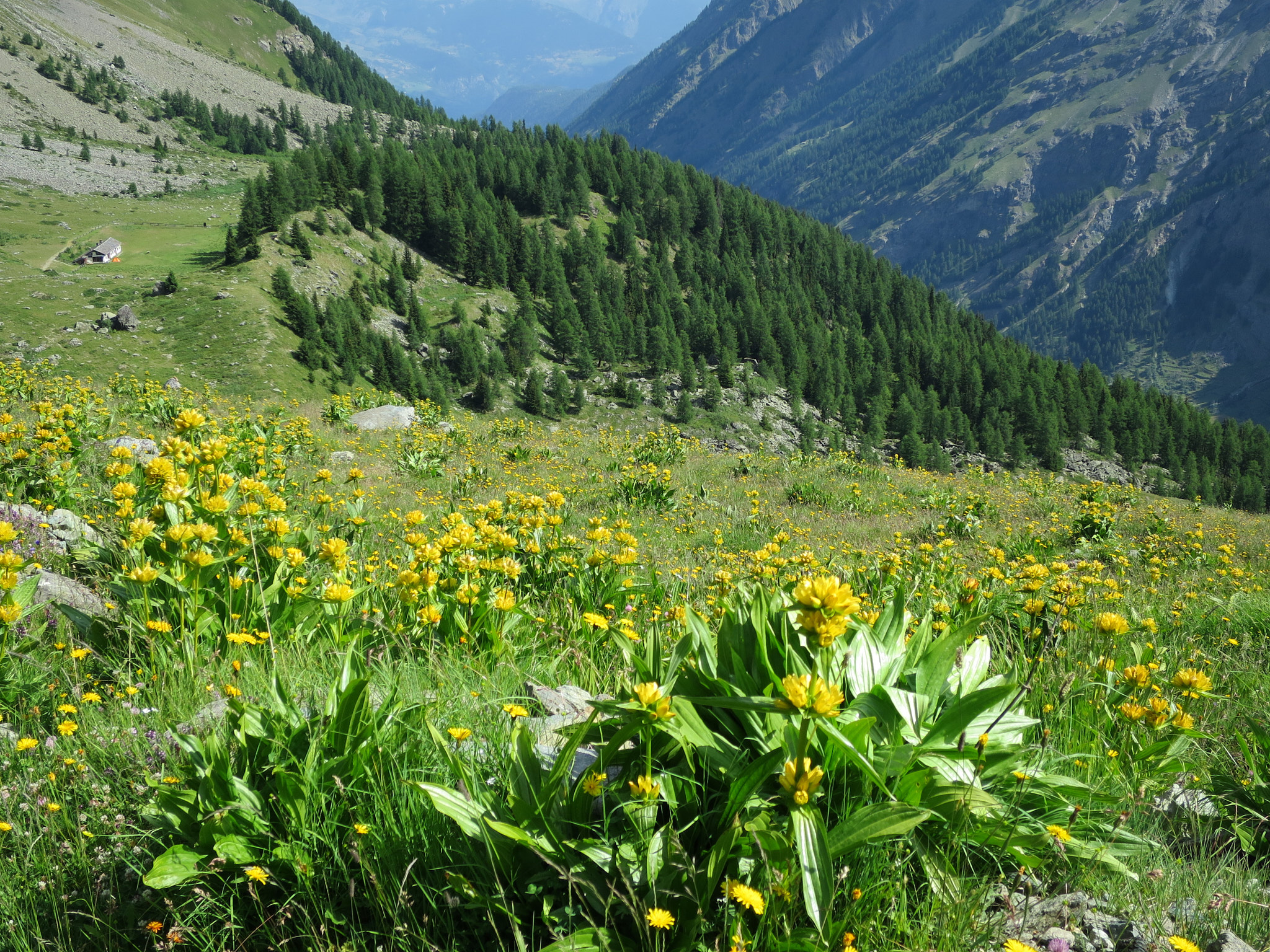 Gullgentiana (<em>Gentiana lutea</em>)