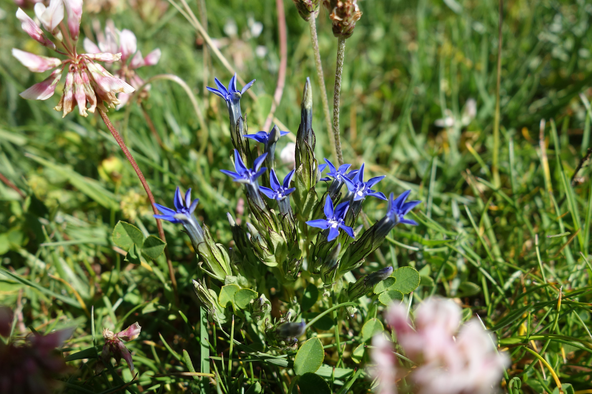 Fjällgentiana (<em>Gentiana nivalis</em>)