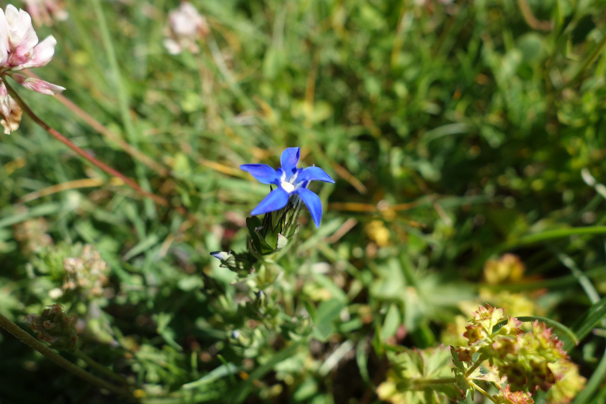 Fjällgentiana (<em>Gentiana nivalis</em>)