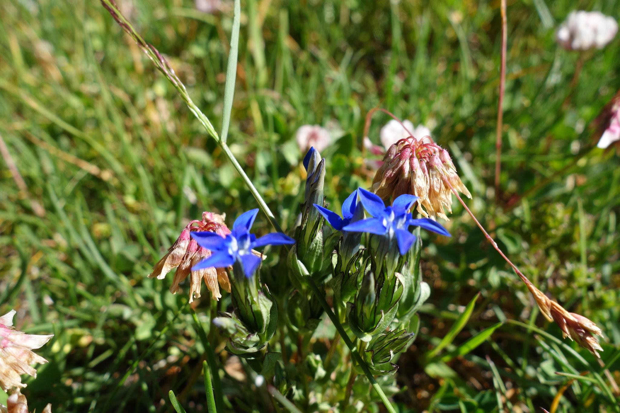 Fjällgentiana (<em>Gentiana nivalis</em>)