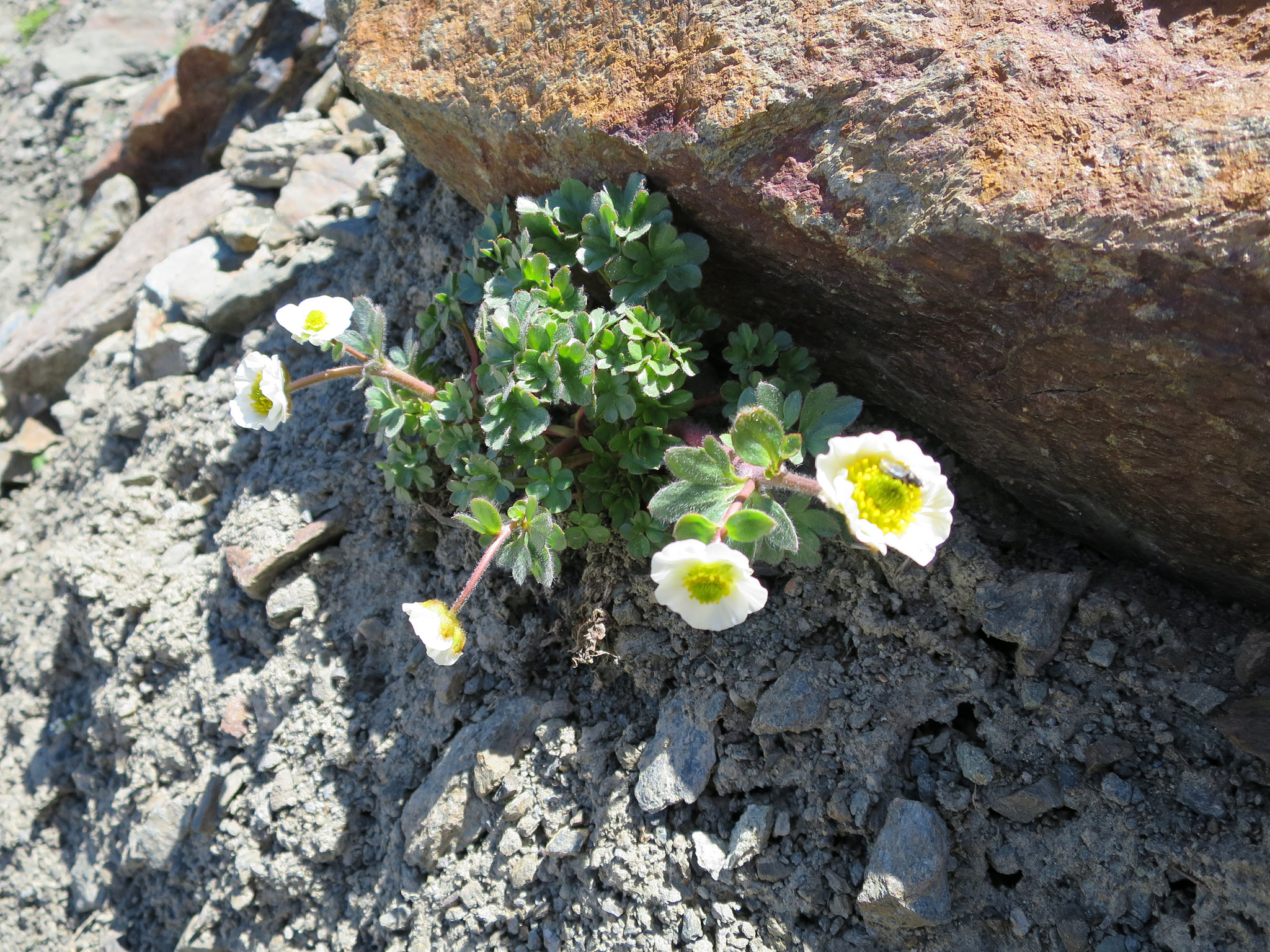 Isranunkel (<em>Ranunculus glacialis</em>)