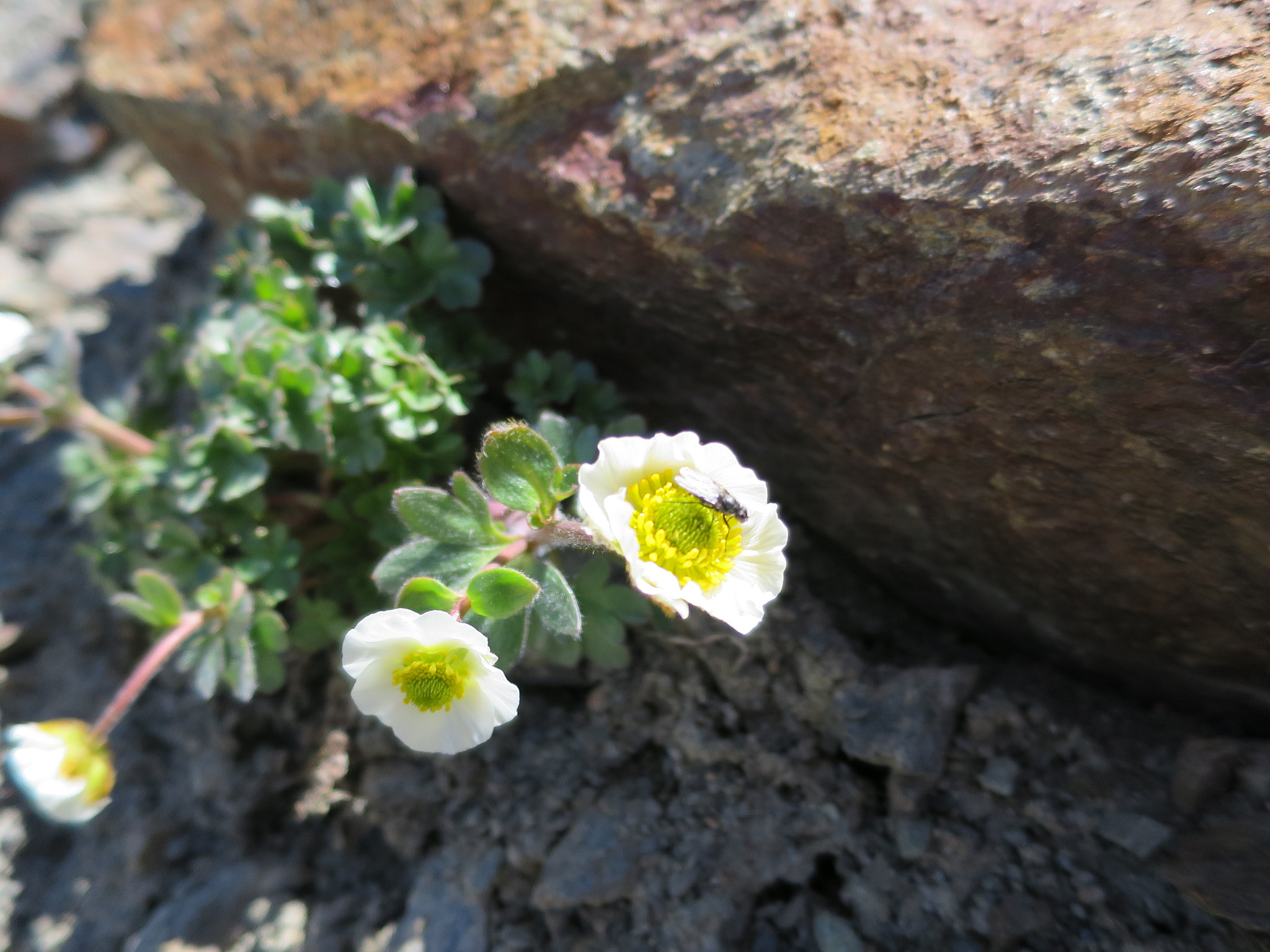 Isranunkel (<em>Ranunculus glacialis</em>)