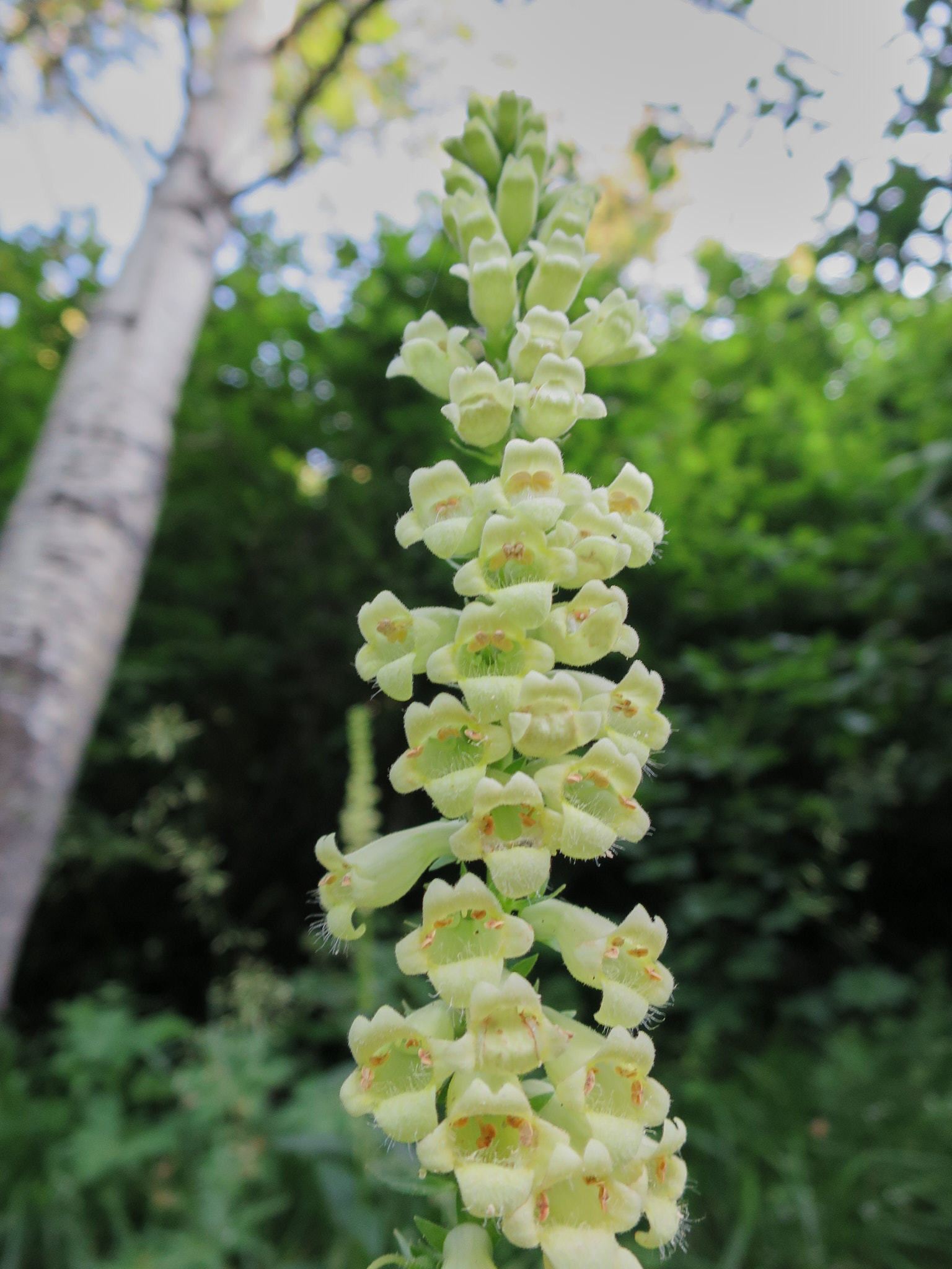 Liten fingerborgsblomma (<em>Digitalis lutea</em>)