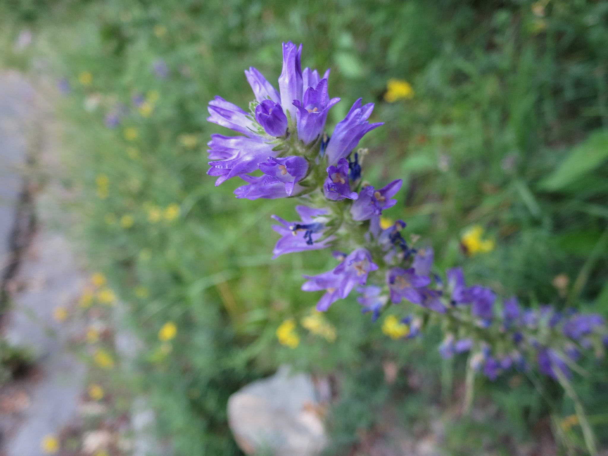 Axklocka (<em>Campanula spicata</em>)