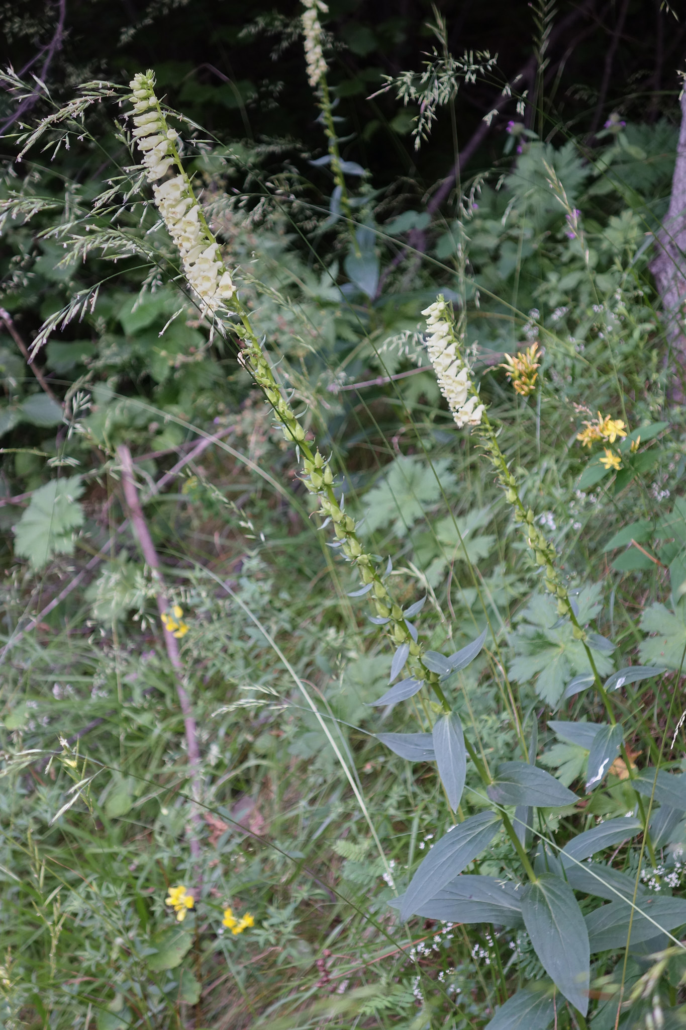 Liten fingerborgsblomma (<em>Digitalis lutea</em>)